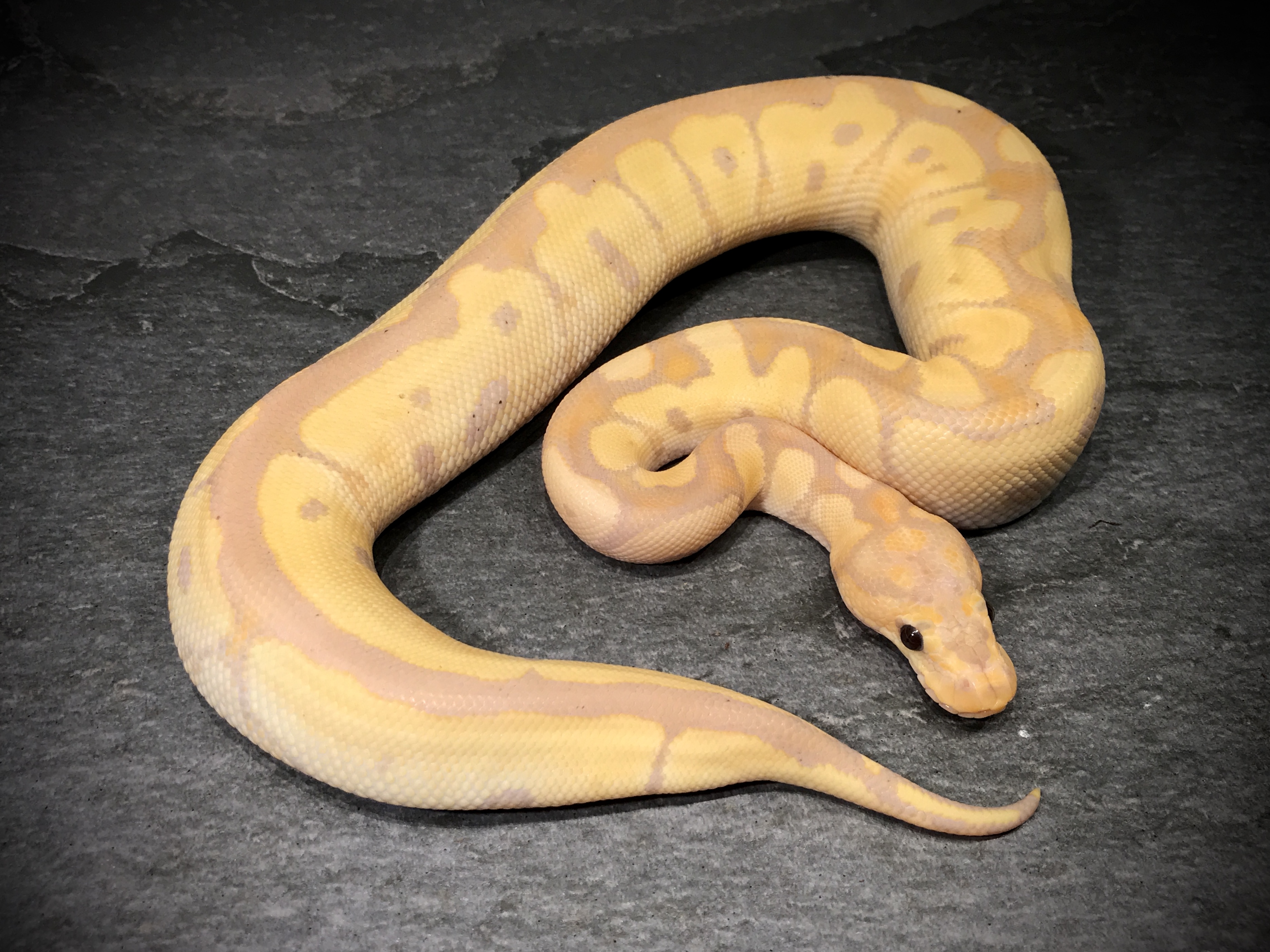 Banana clown