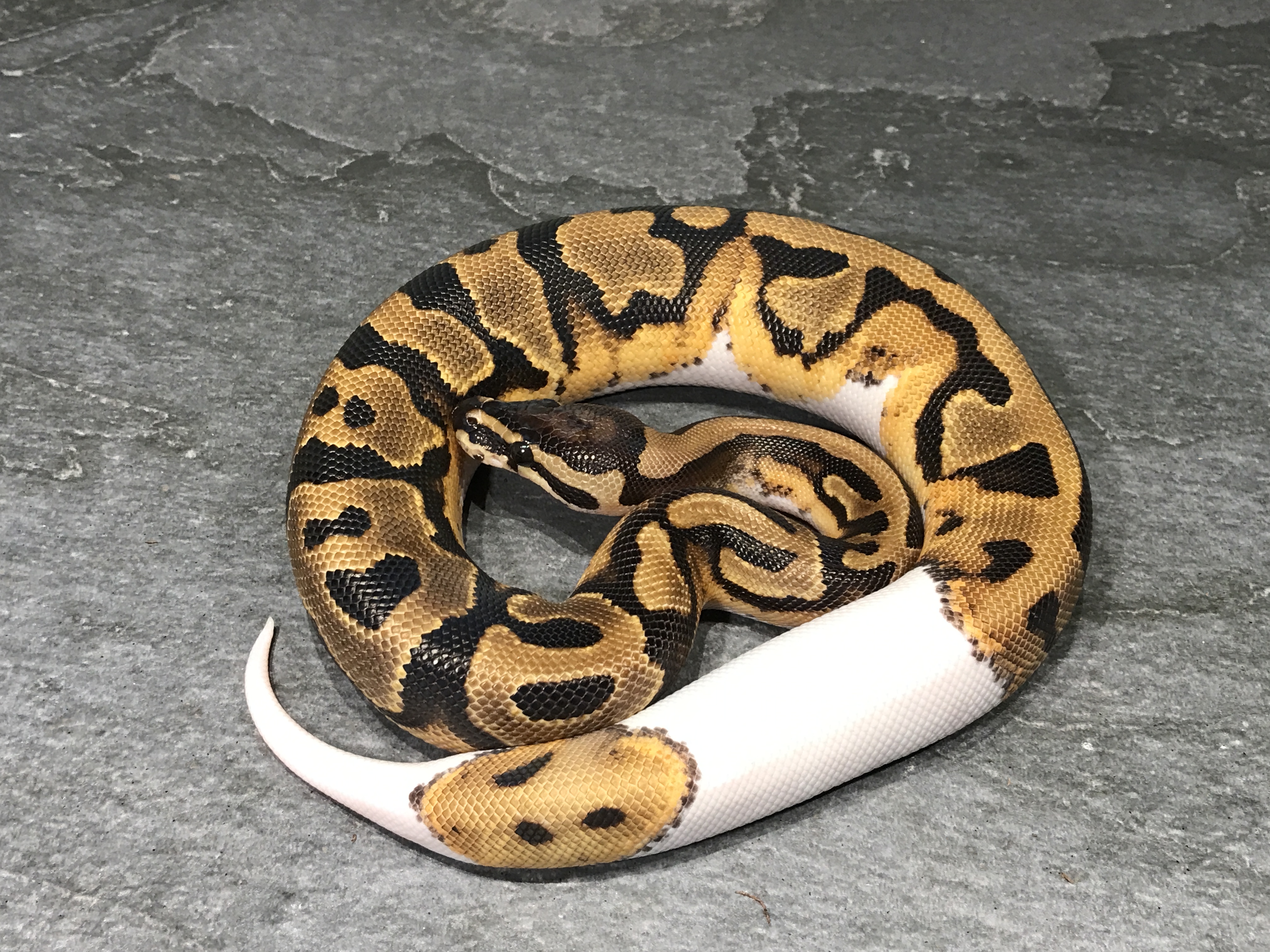 Pied
