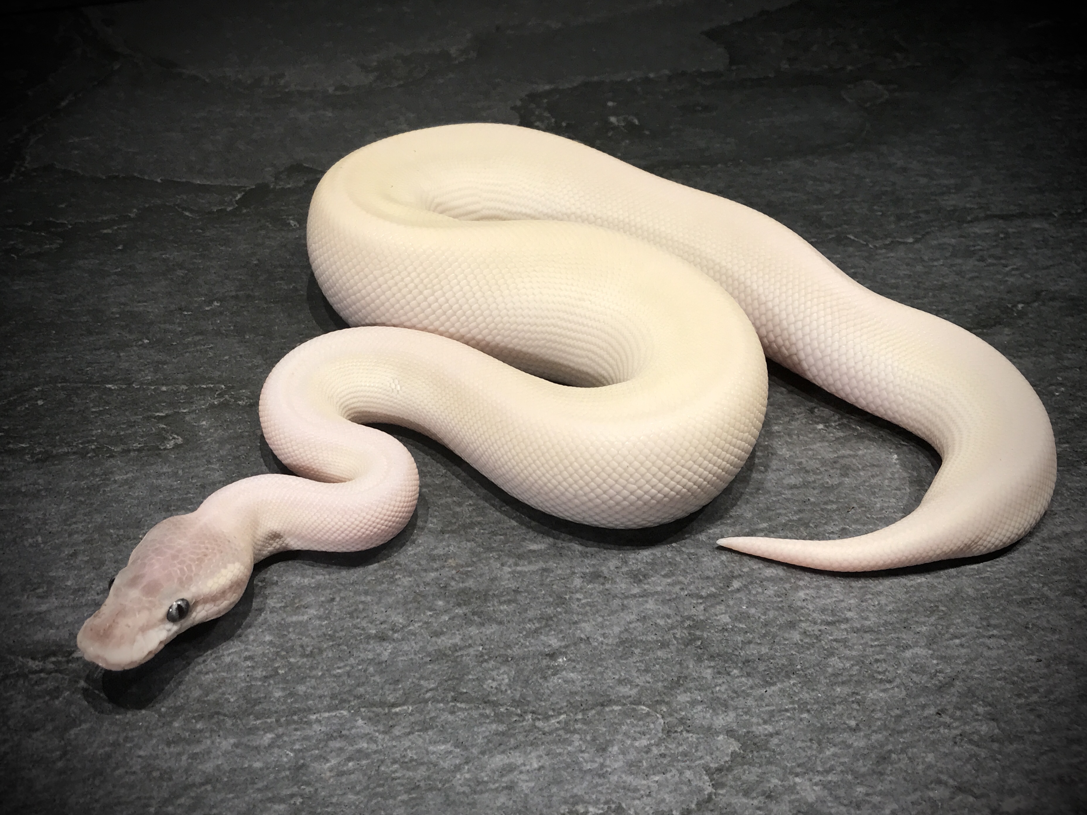 Super mojave mulig het ghost