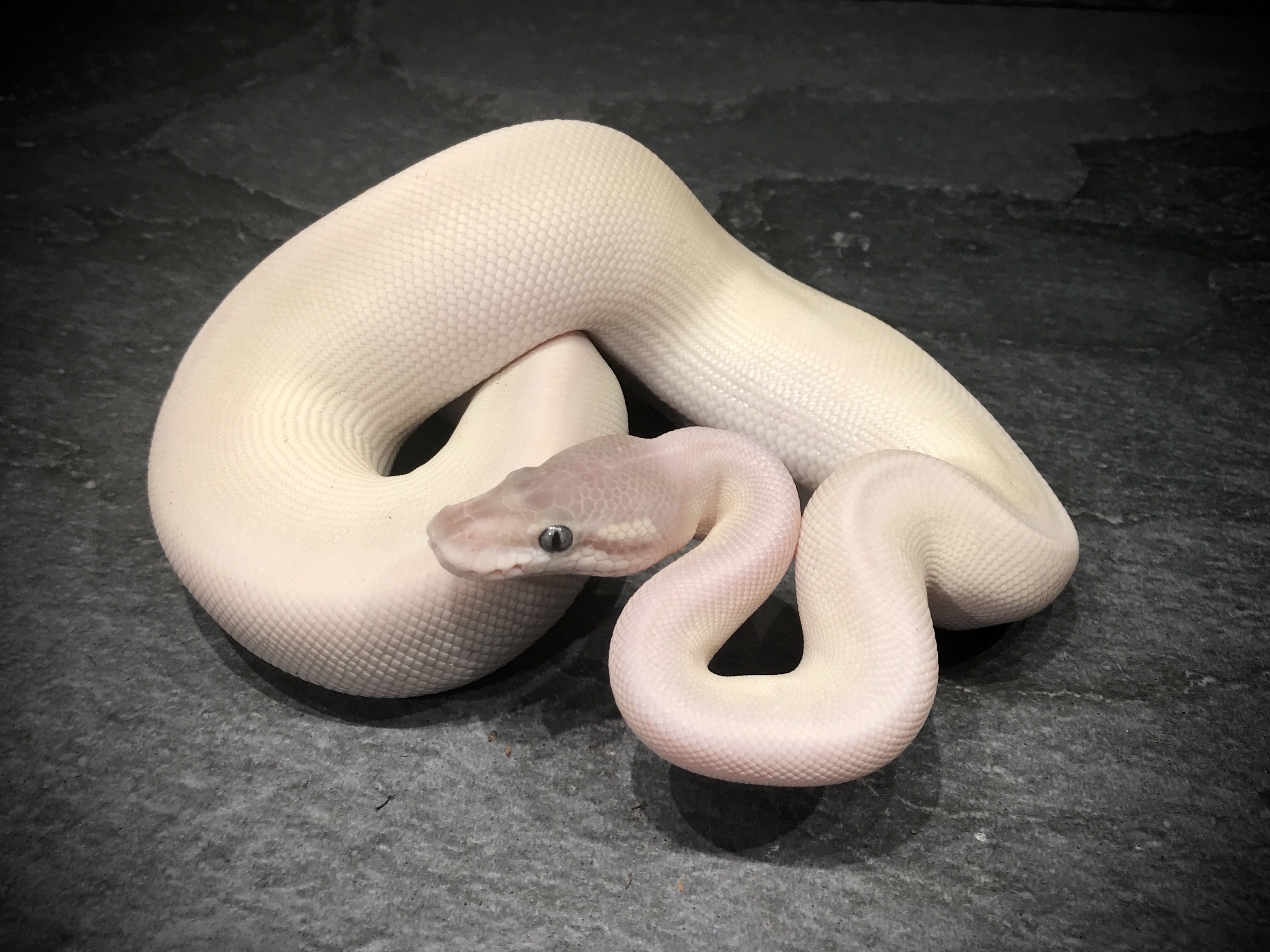 Super mojave mulig het ghost