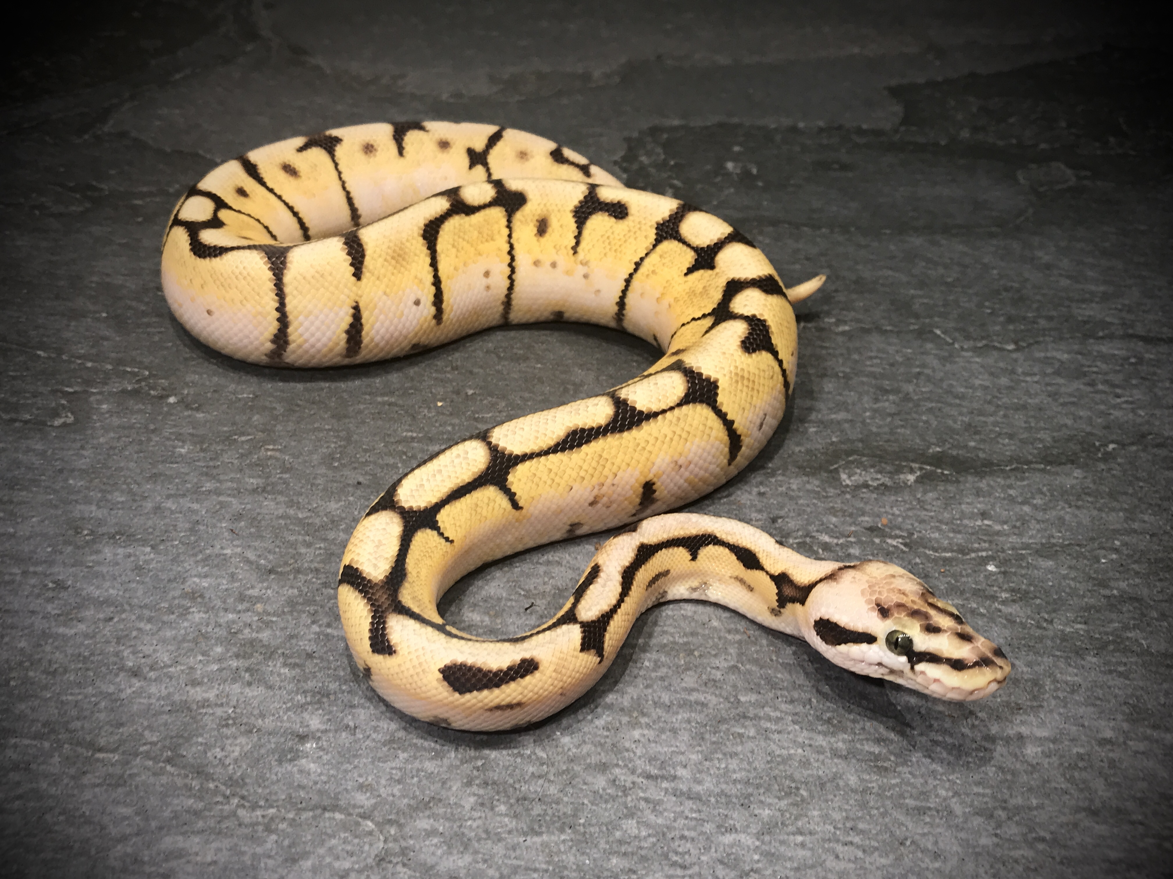 Bumblebee het ghost