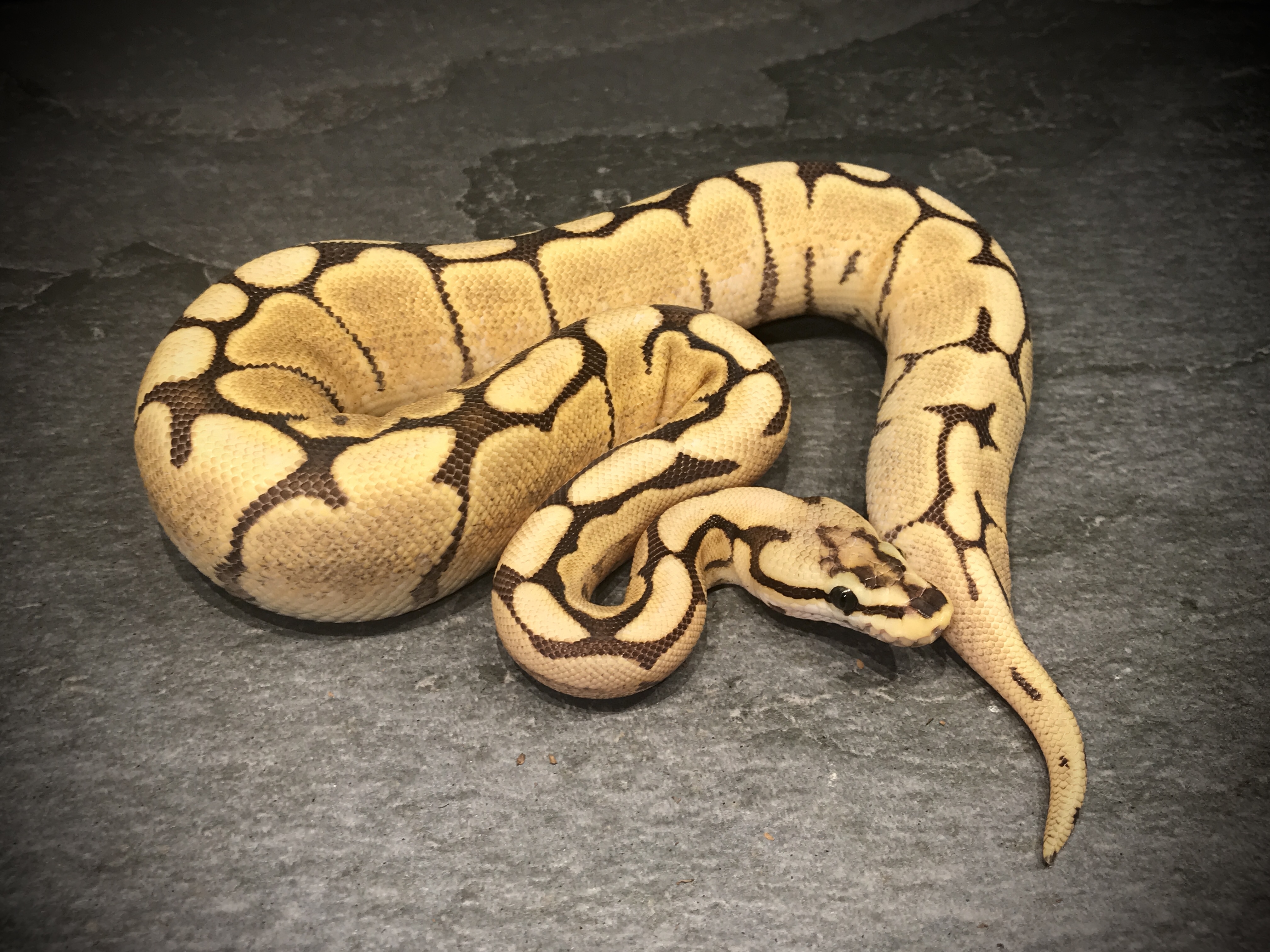 Fire spier enchi