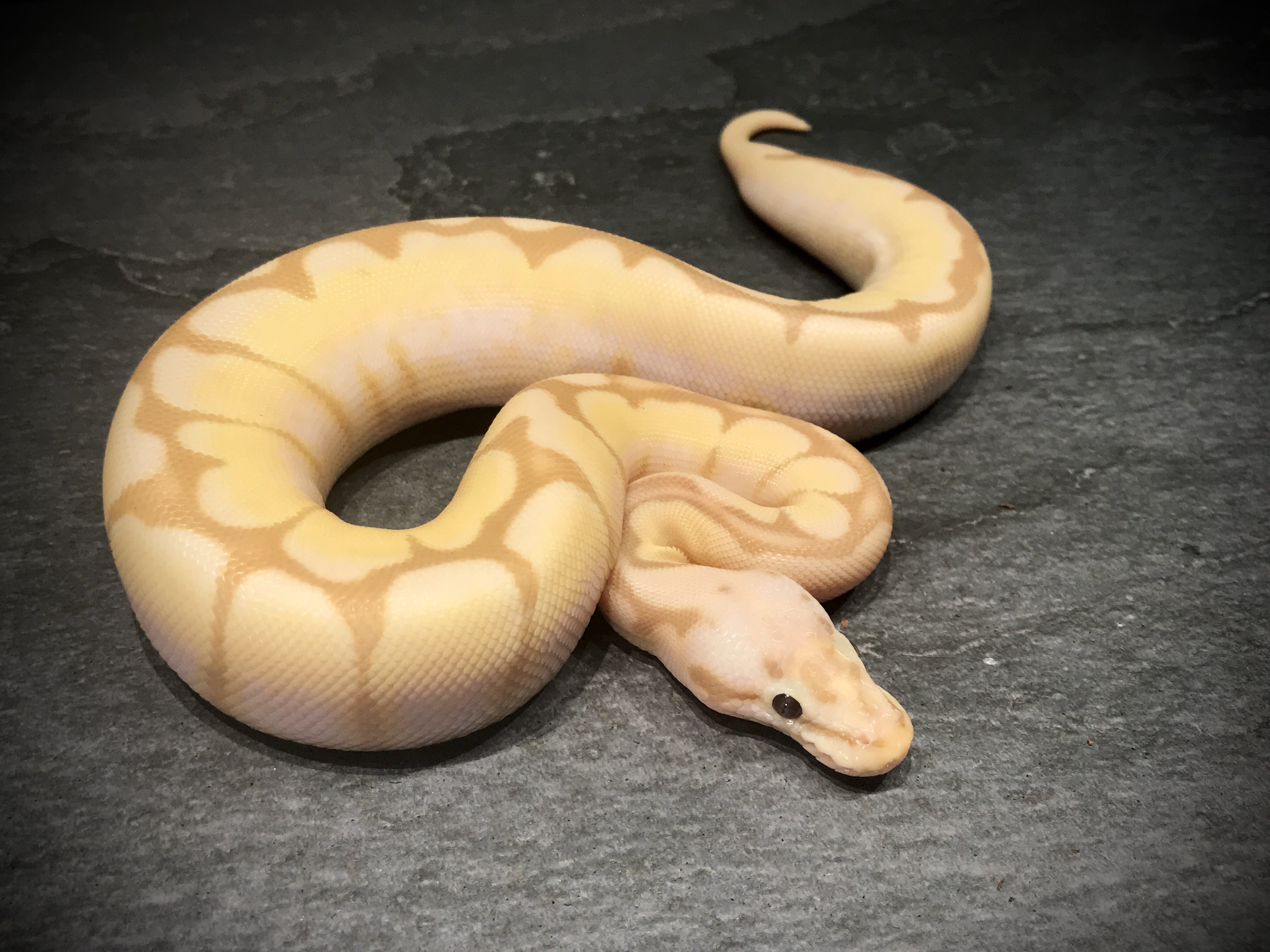Bumblebee banana het ghost