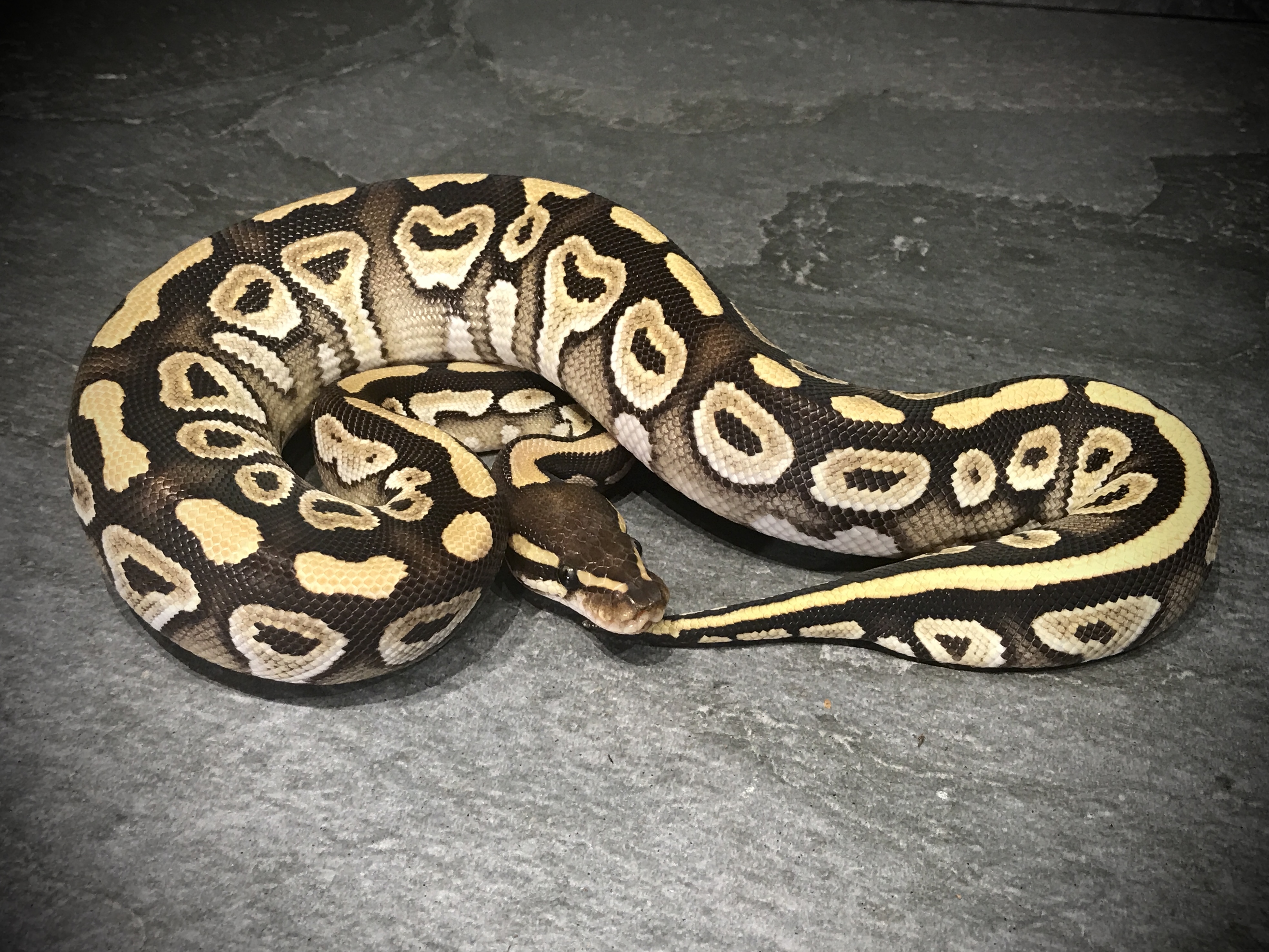 Mojave
