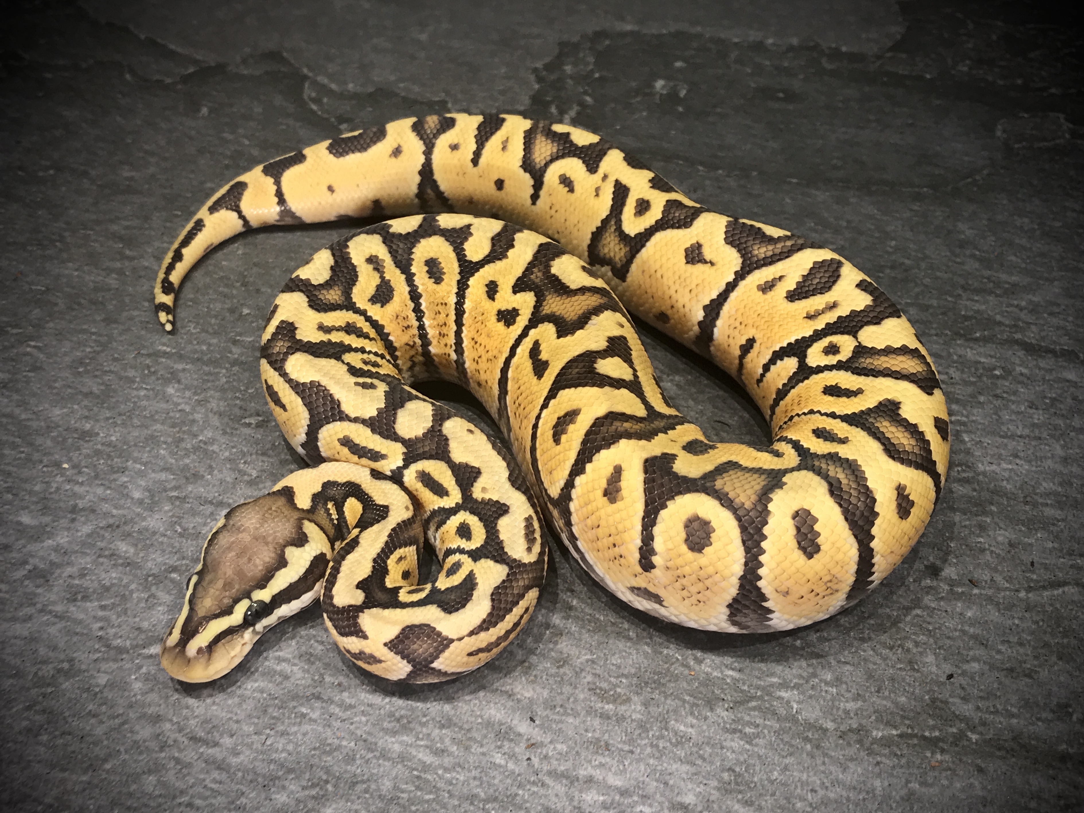 Pastel ghost
