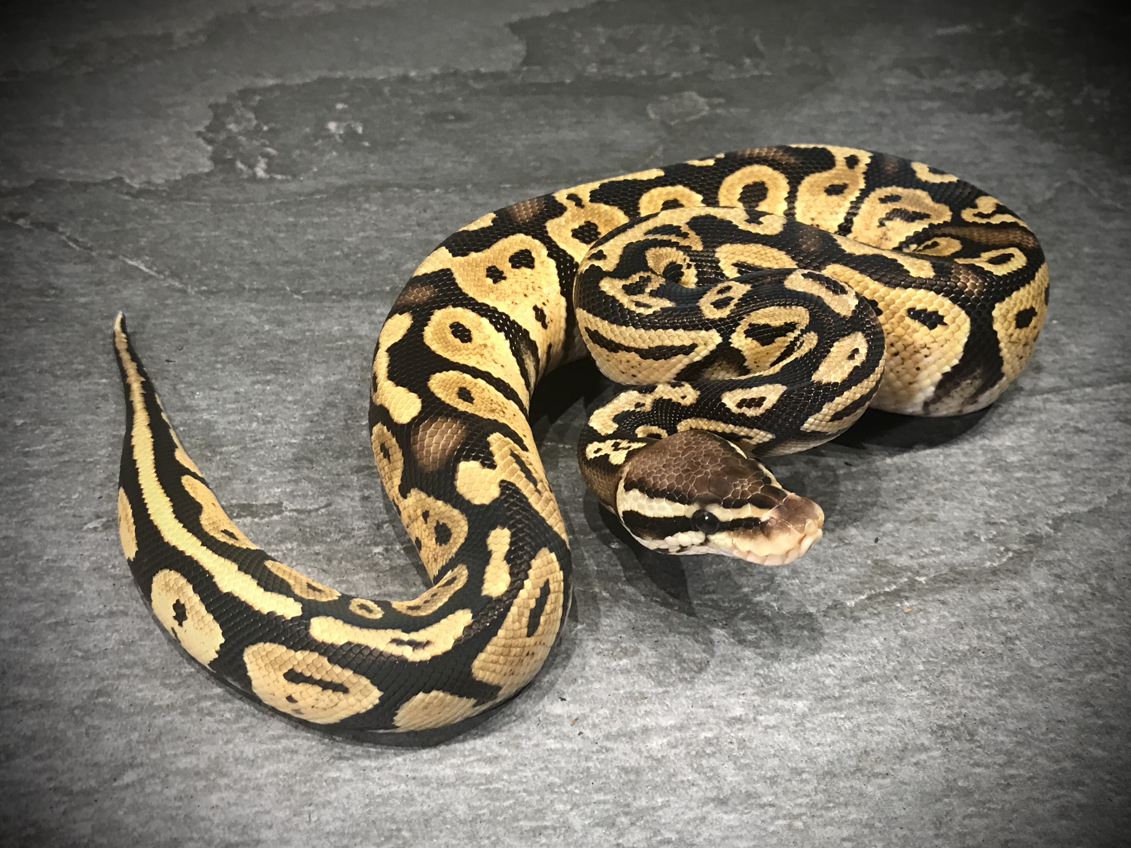Pastel het ghost