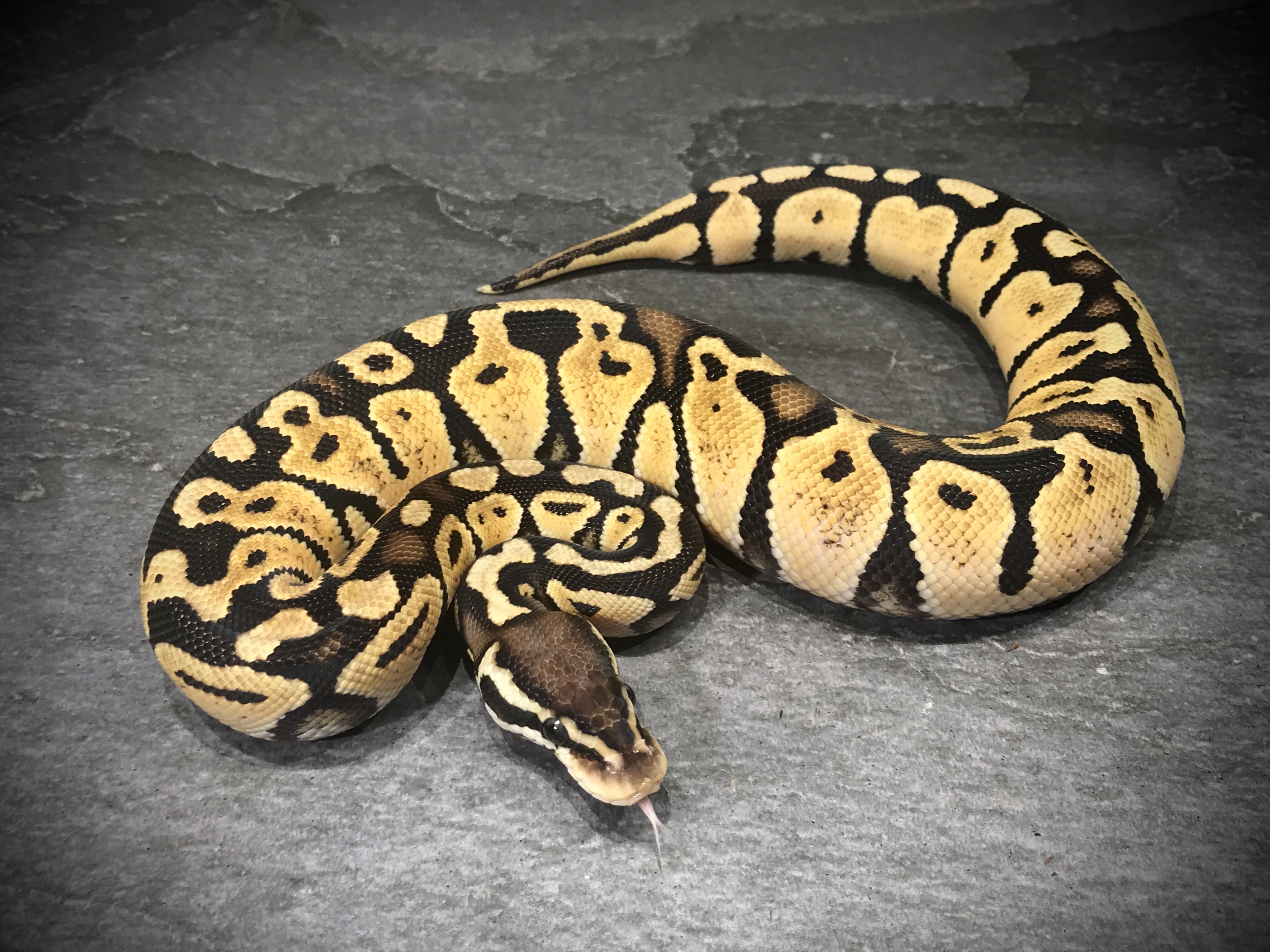 Pastel het ghost