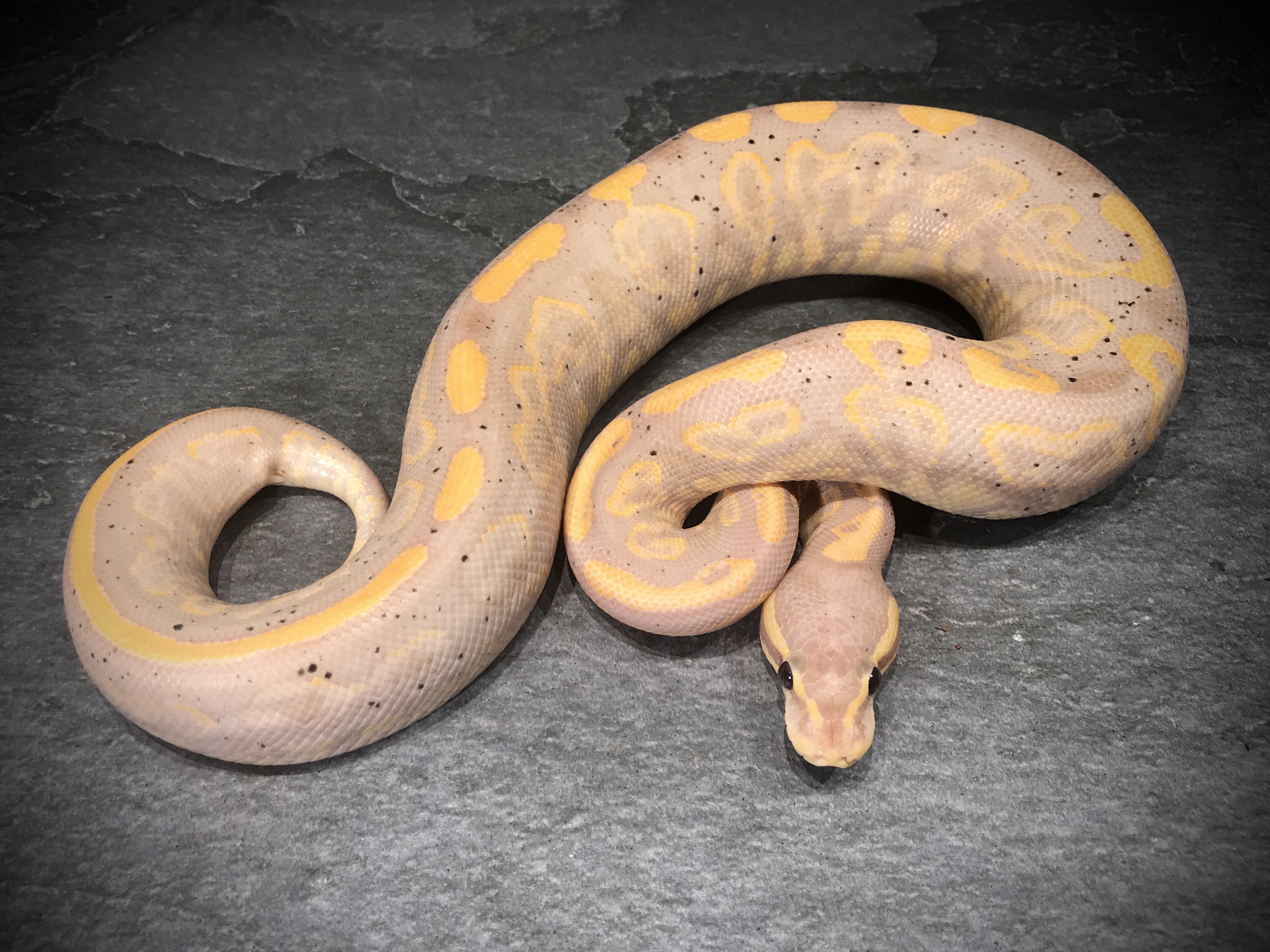 Black pastel banana yellow belly