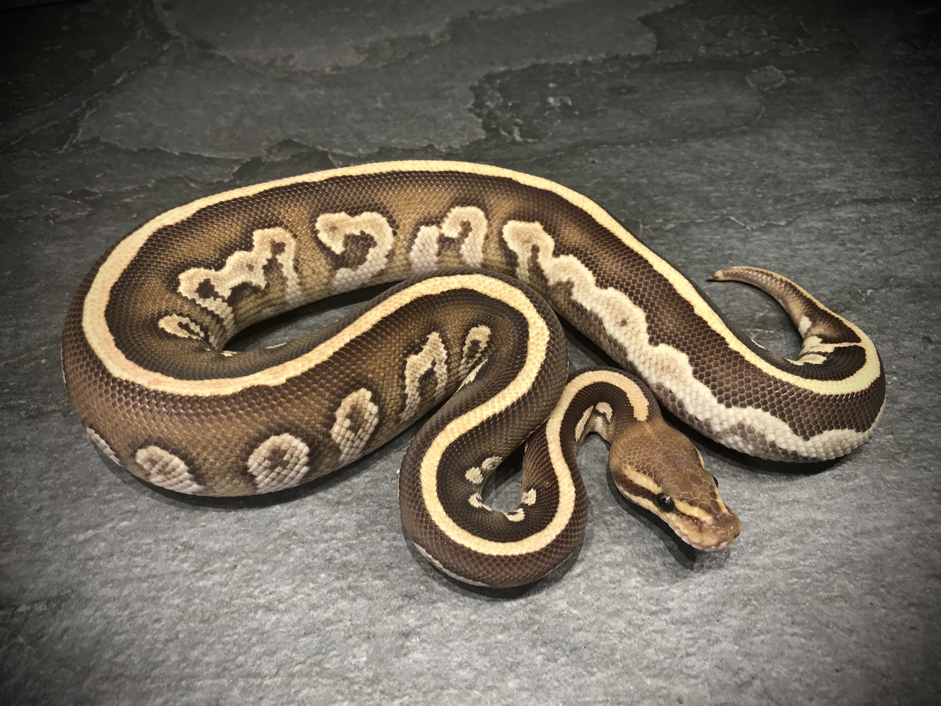 Fire mojave mahogany