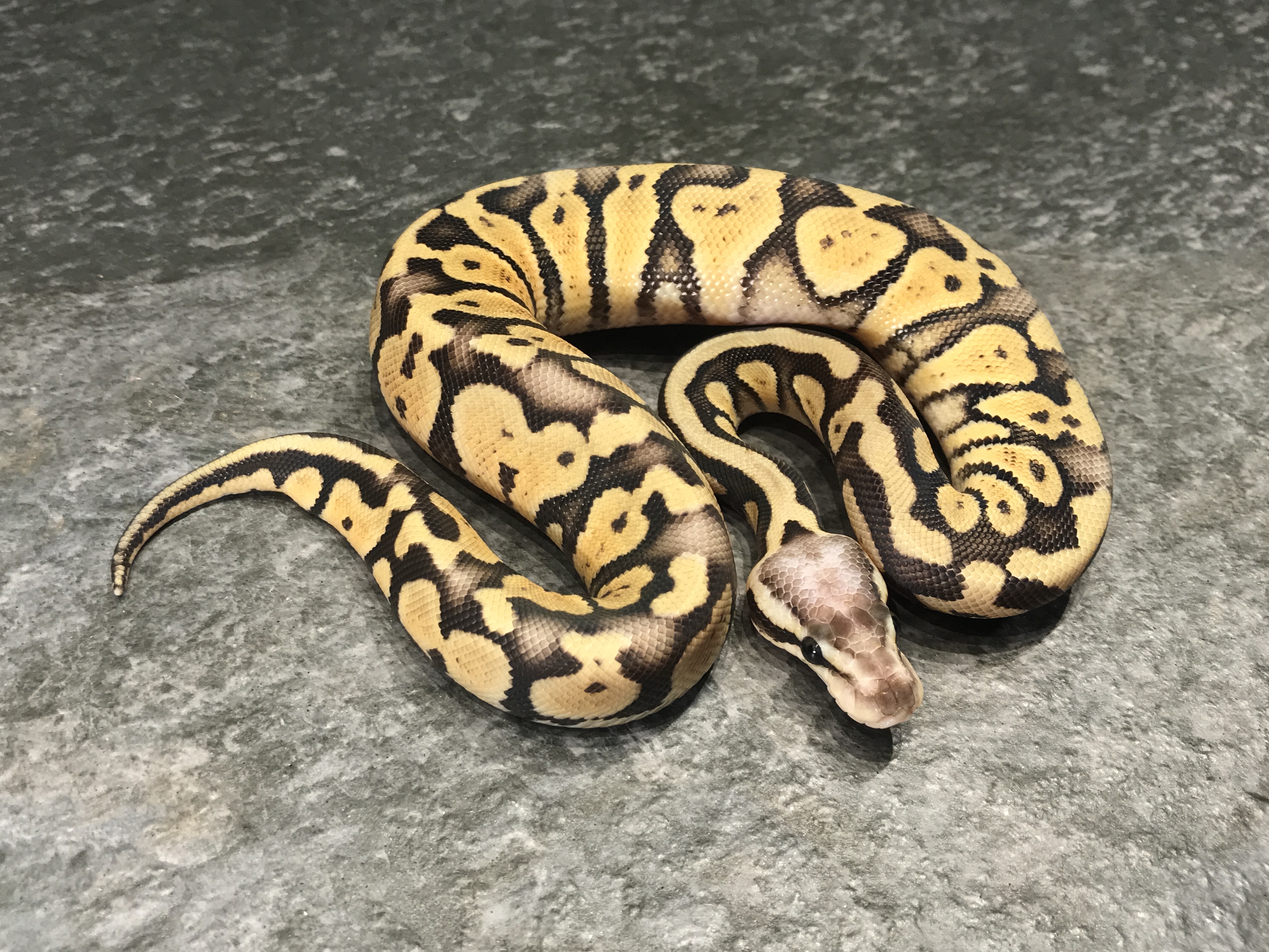 Super pastel het desert ghost