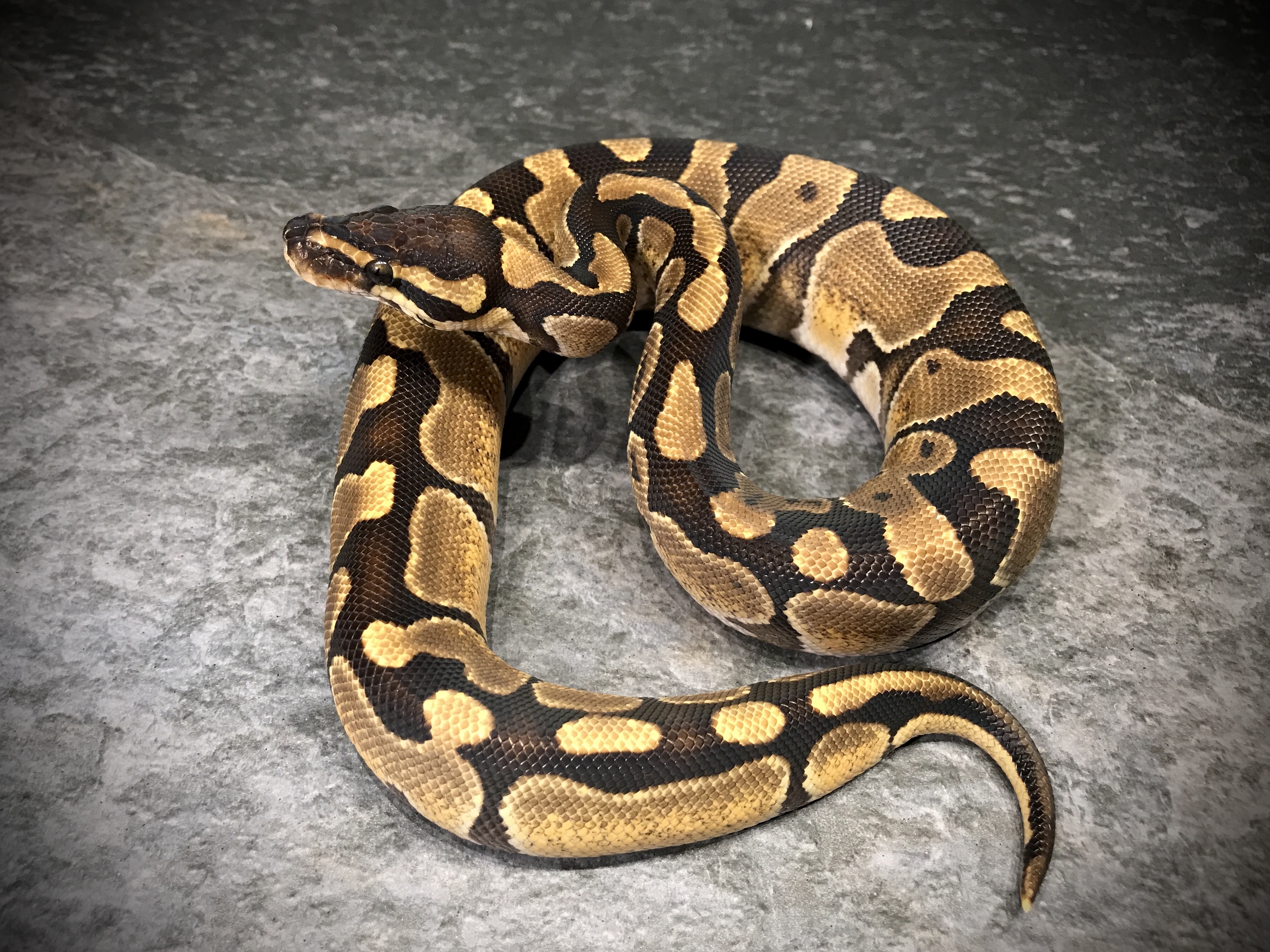 Enchi het desert ghost
