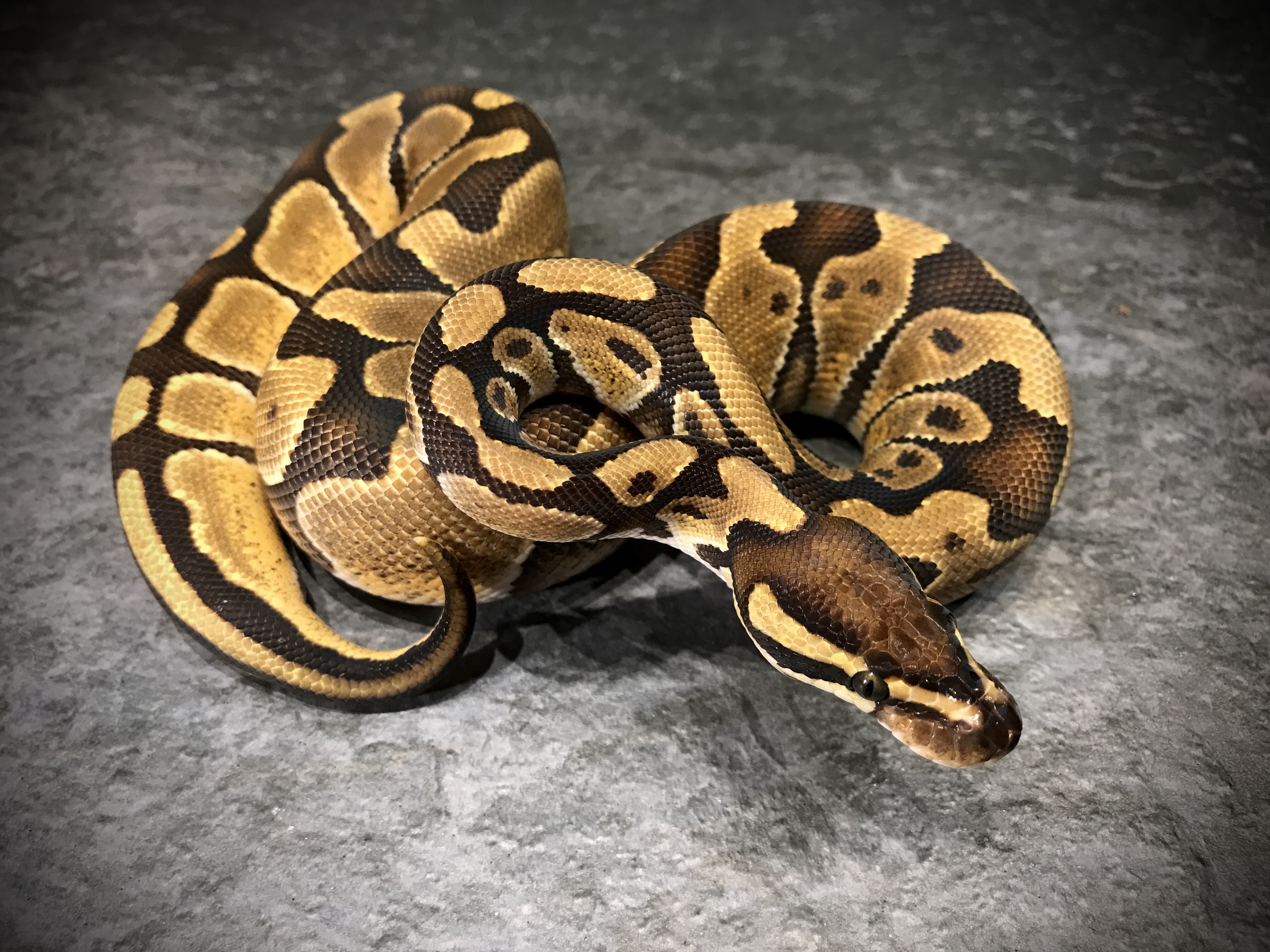 Enchi het desert ghost 