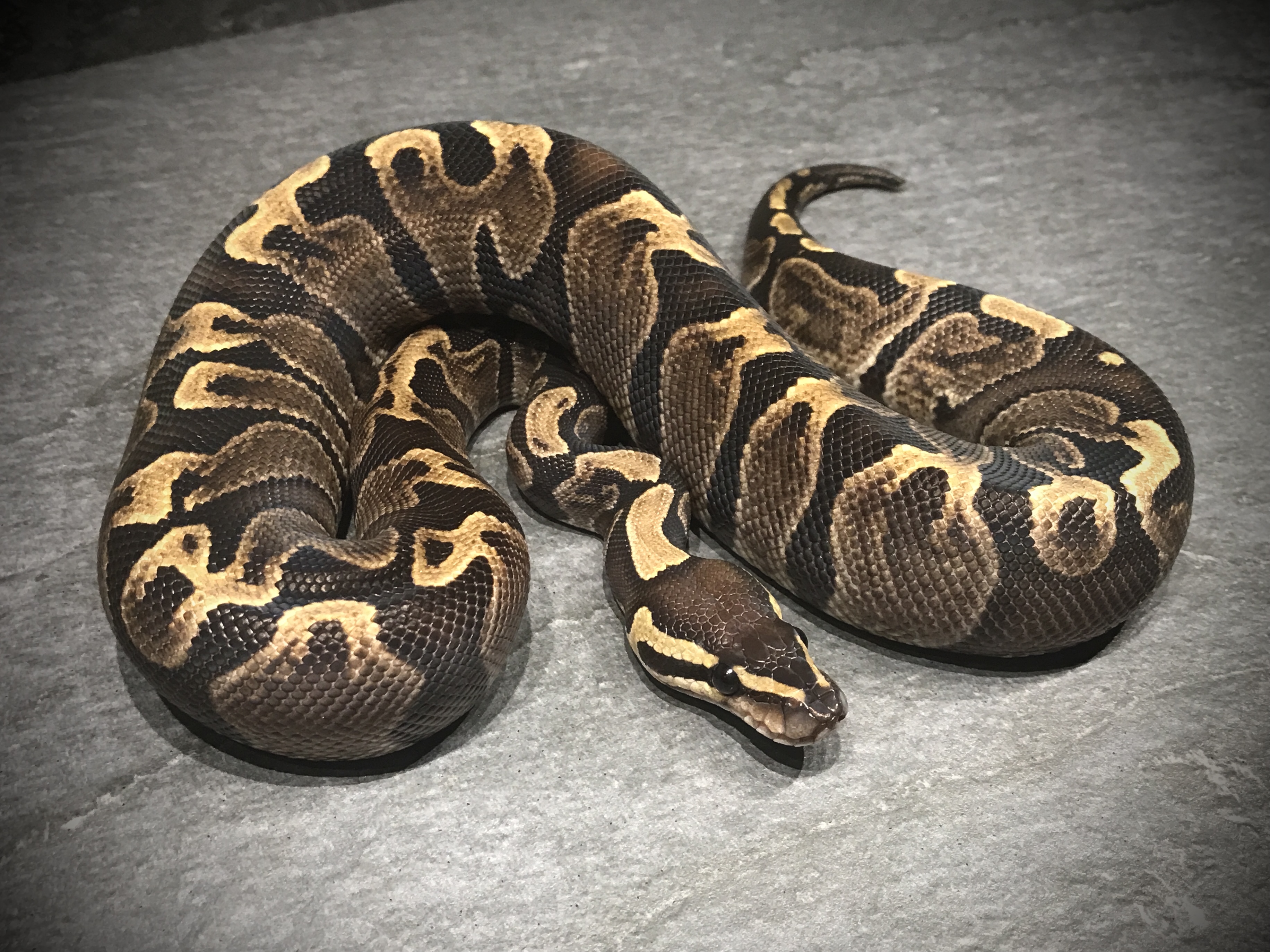 GHI het albino eller toffee