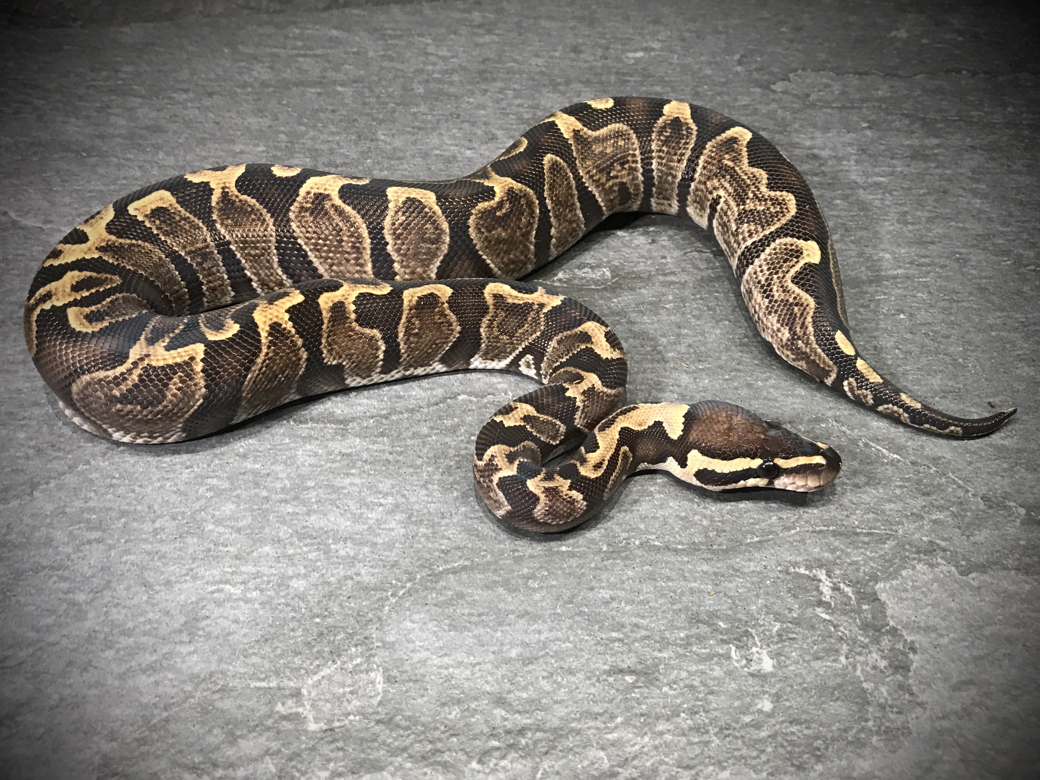 GHI het albino eller toffee