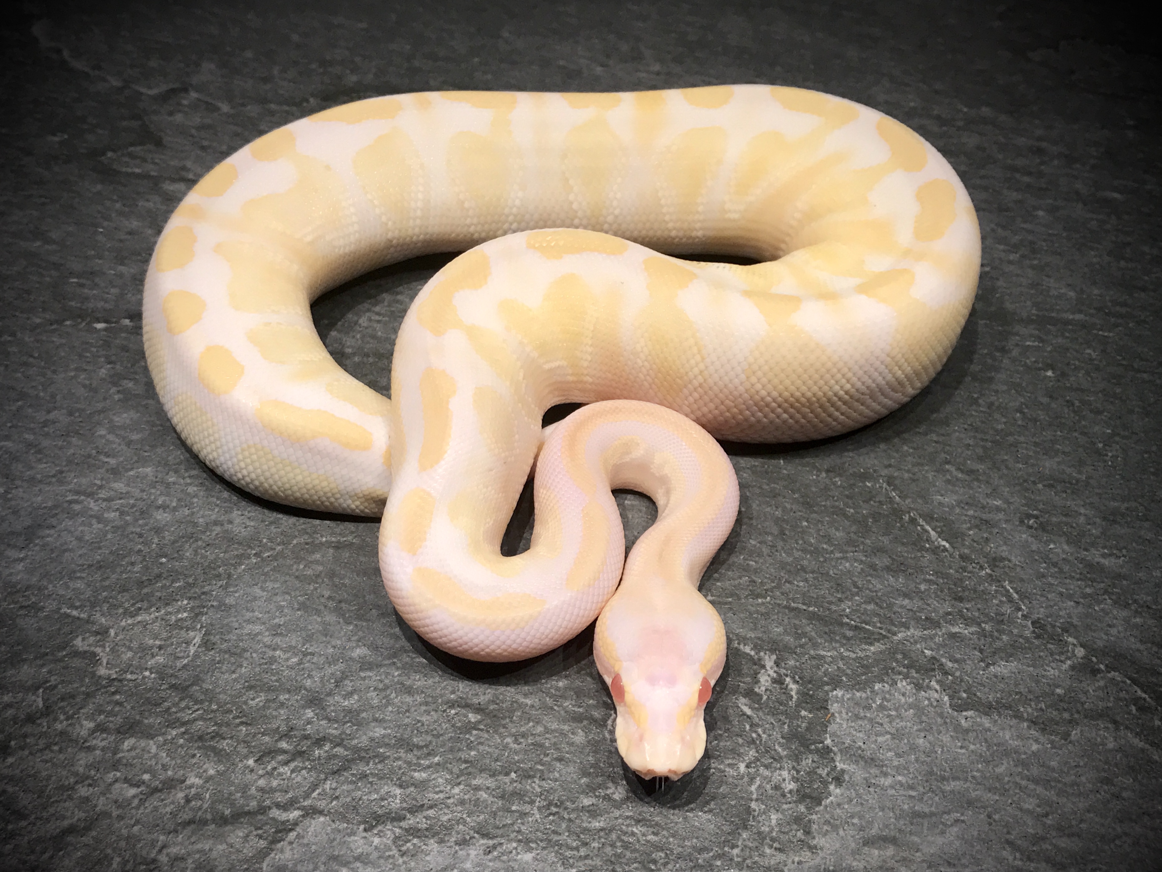 Albino GHI