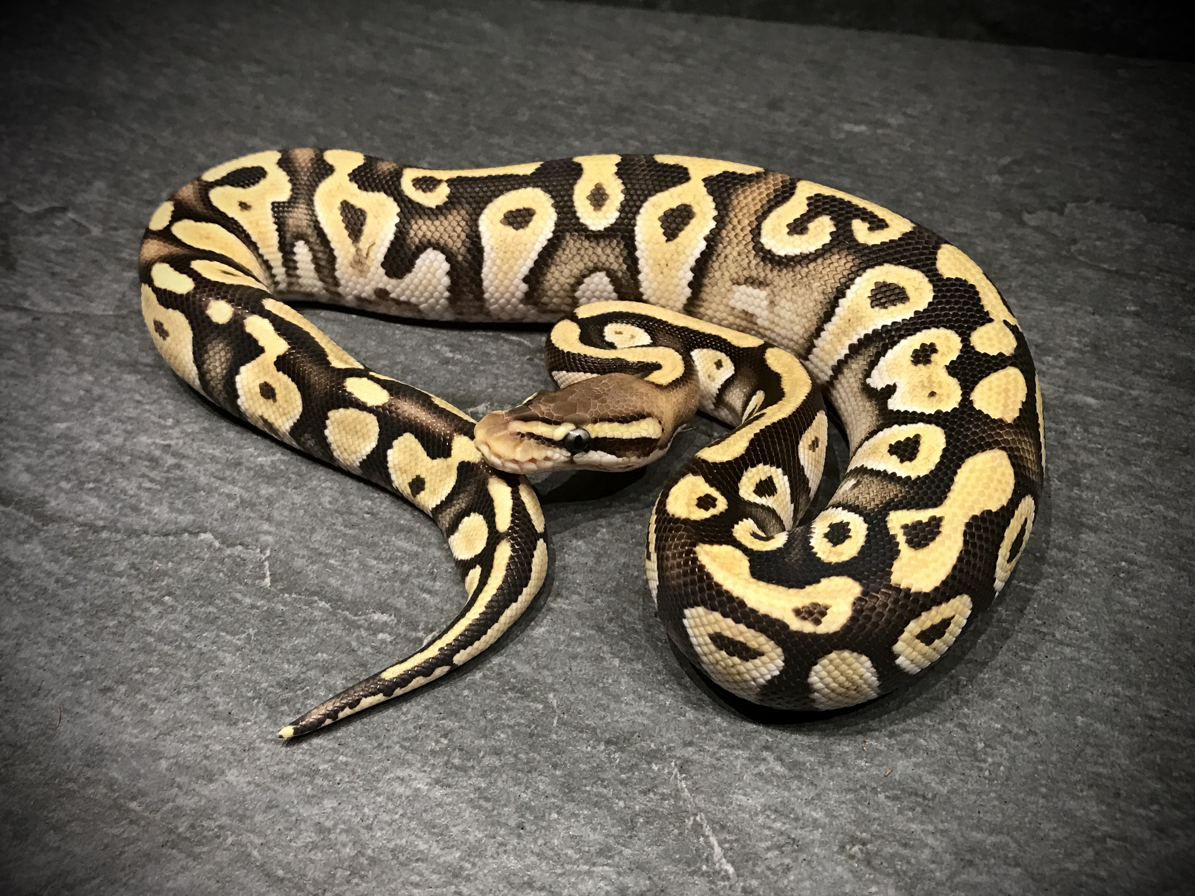 Pastel mojave