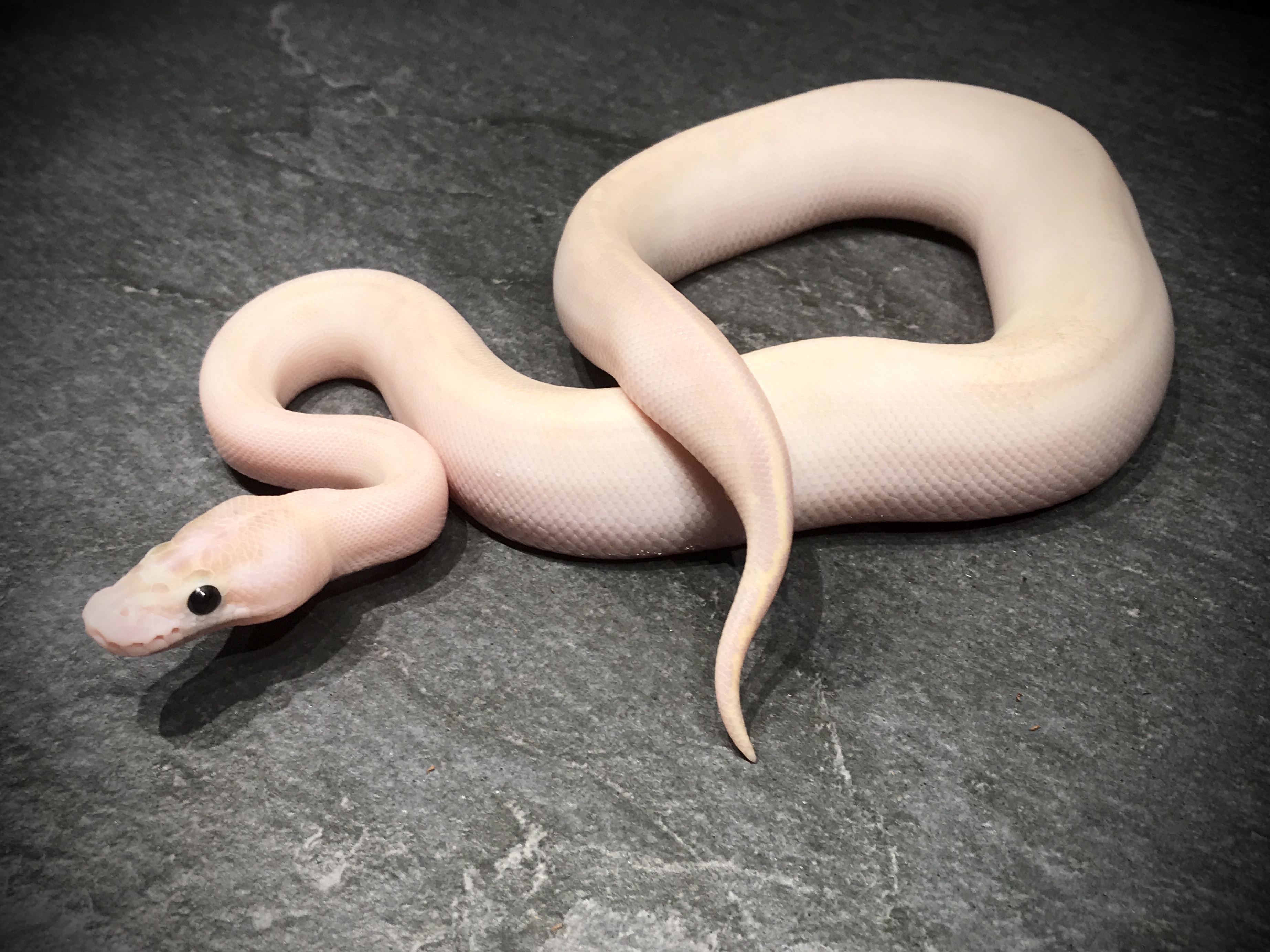Ivory