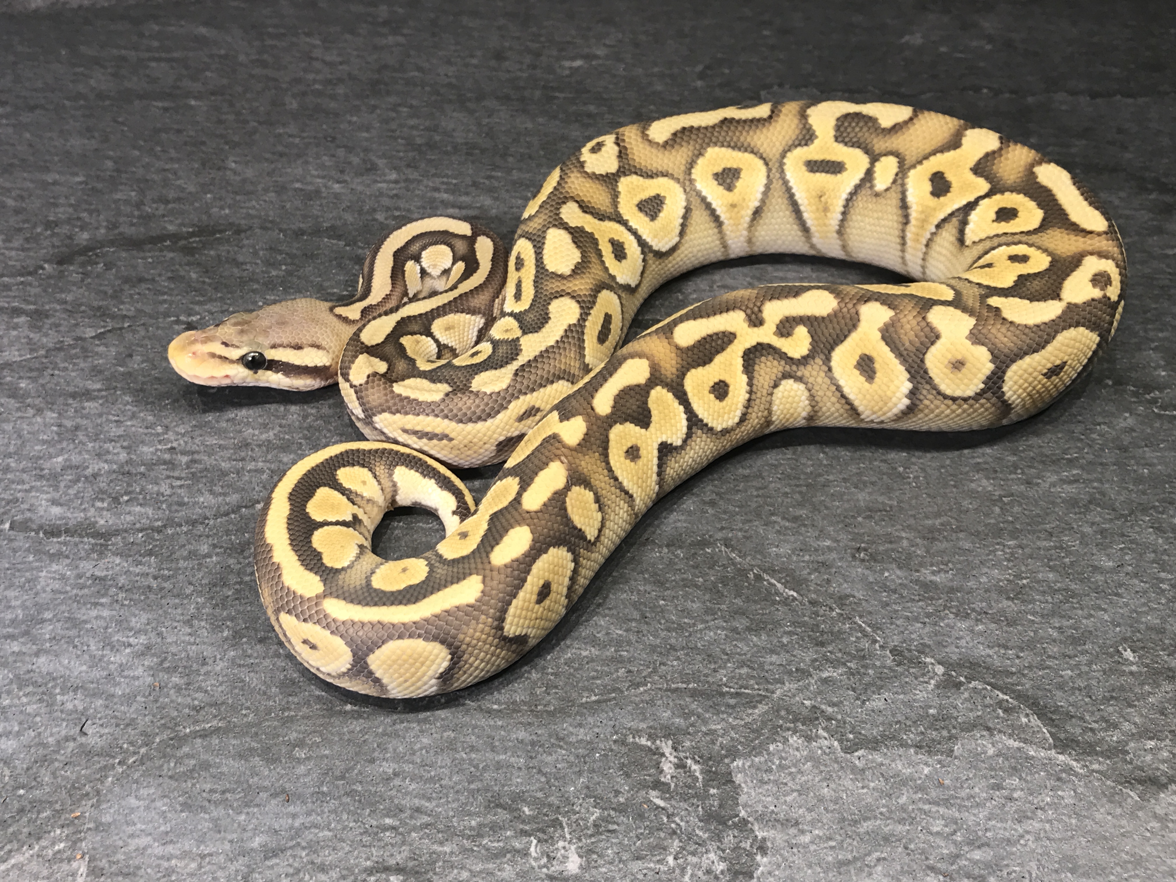 Pastel mojave ghost