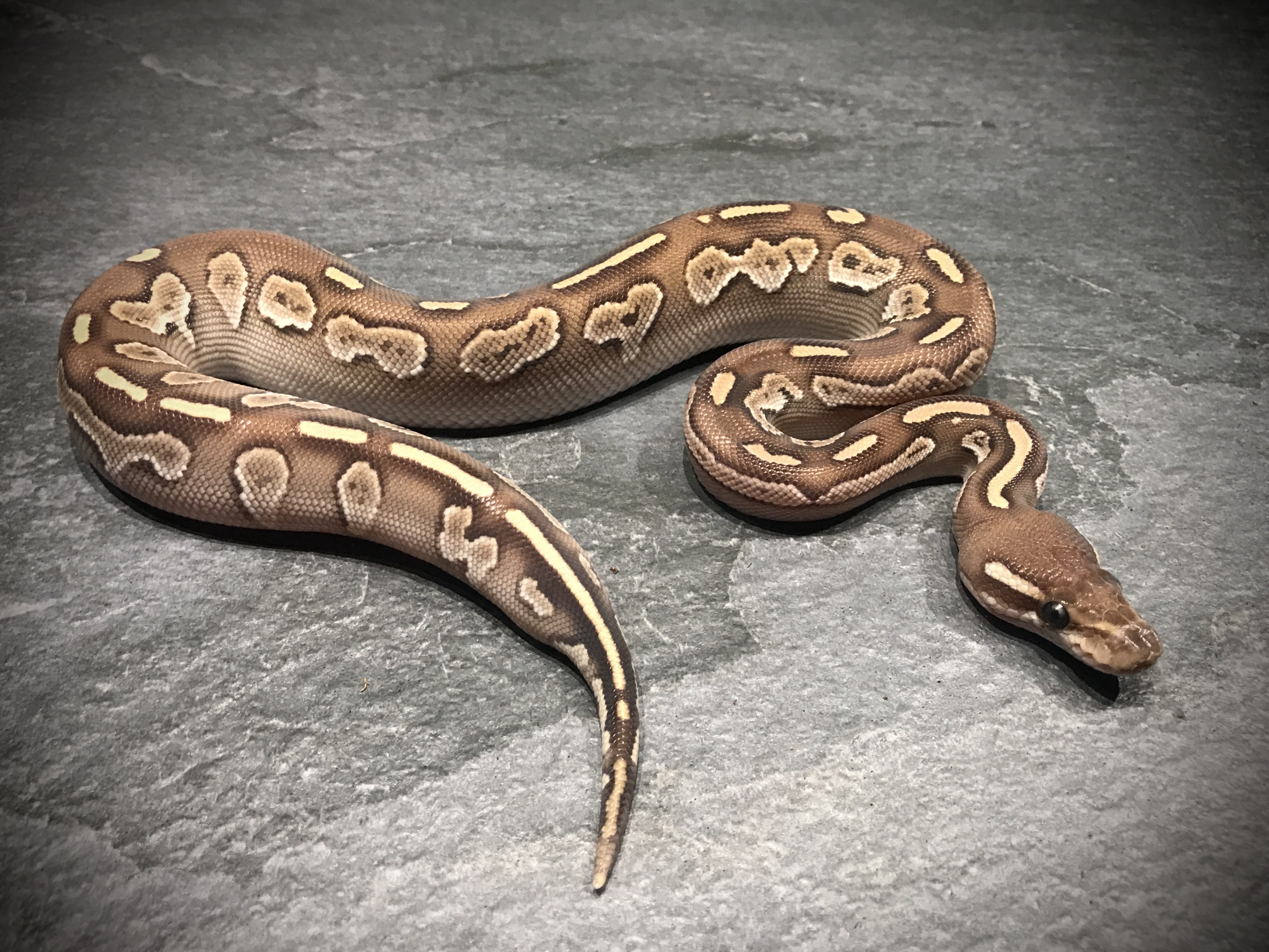 Black head lesser mulig het pied