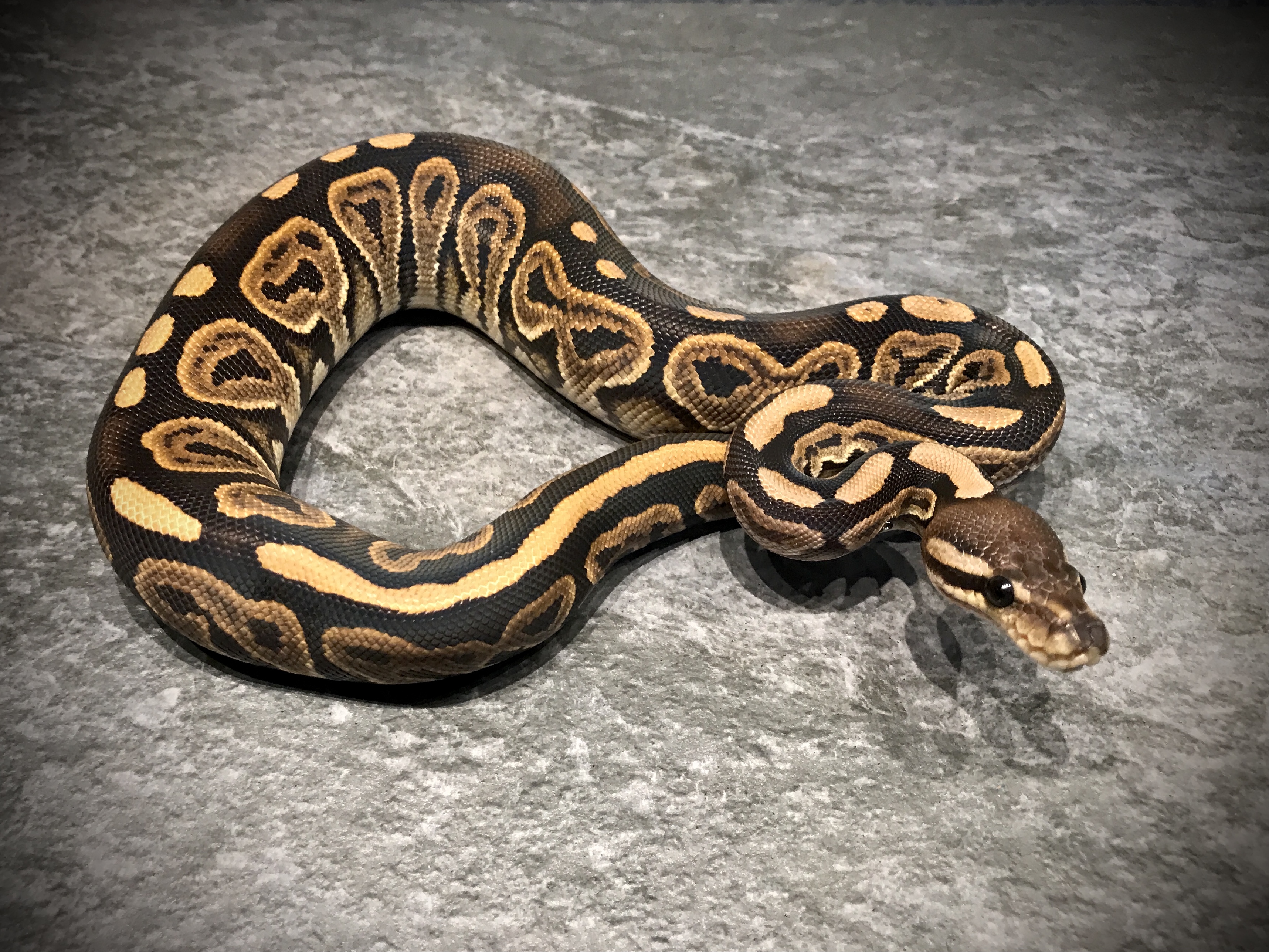 Black pastel