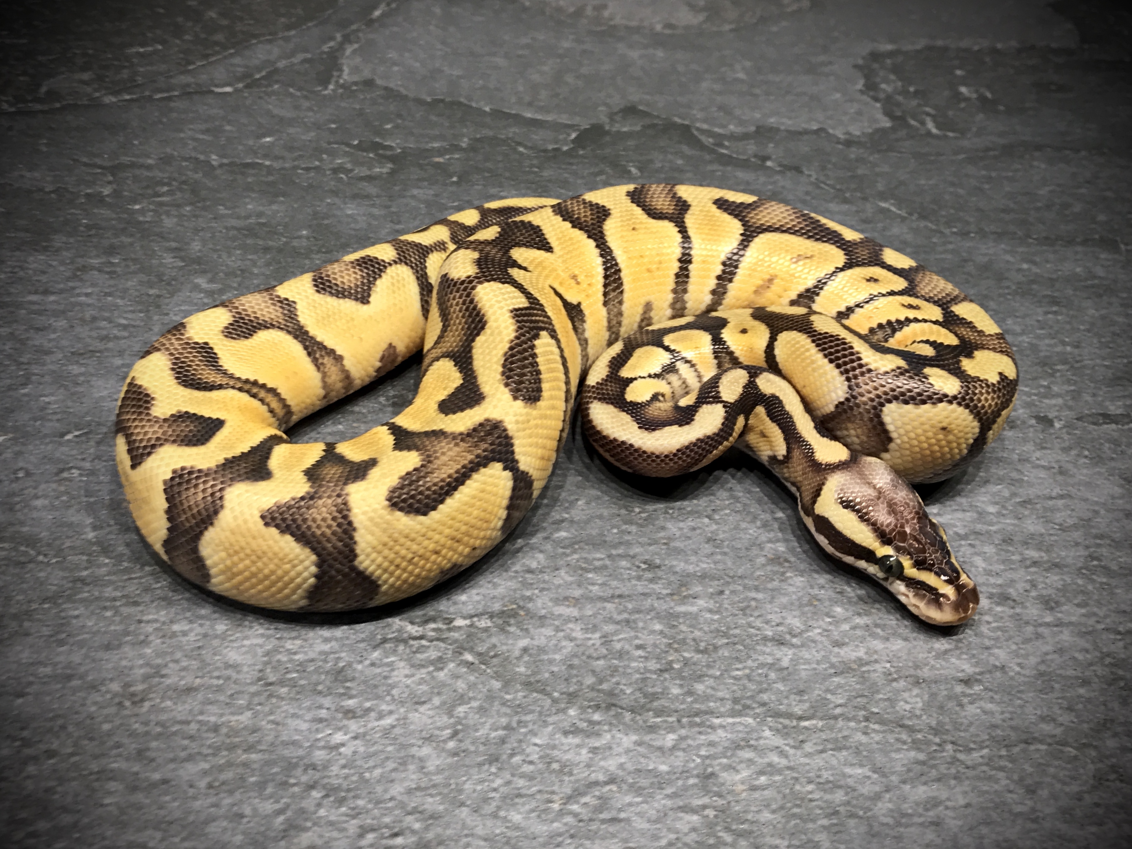 Super pastel enchi het desert ghost
