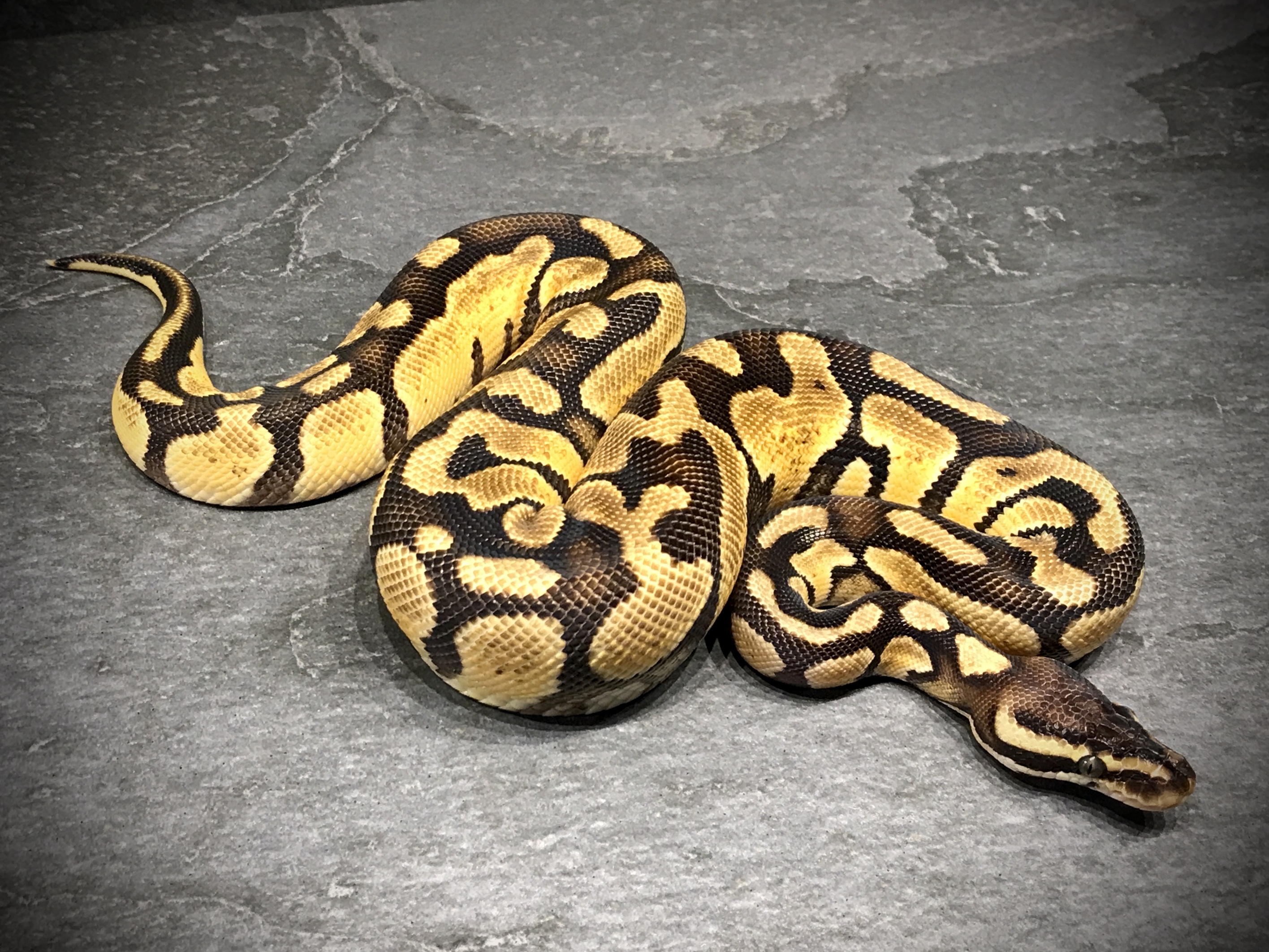 Pastel enchi het desert ghost