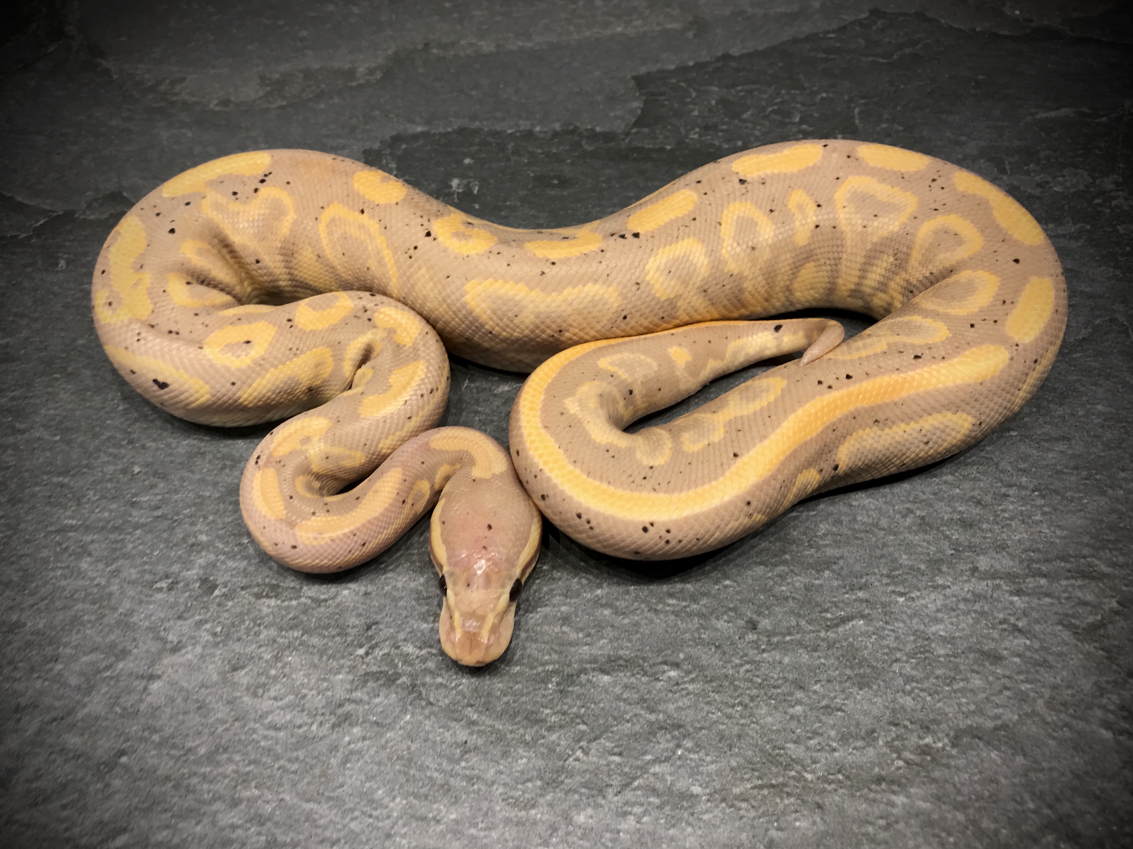 Black pastel banana yellow belly