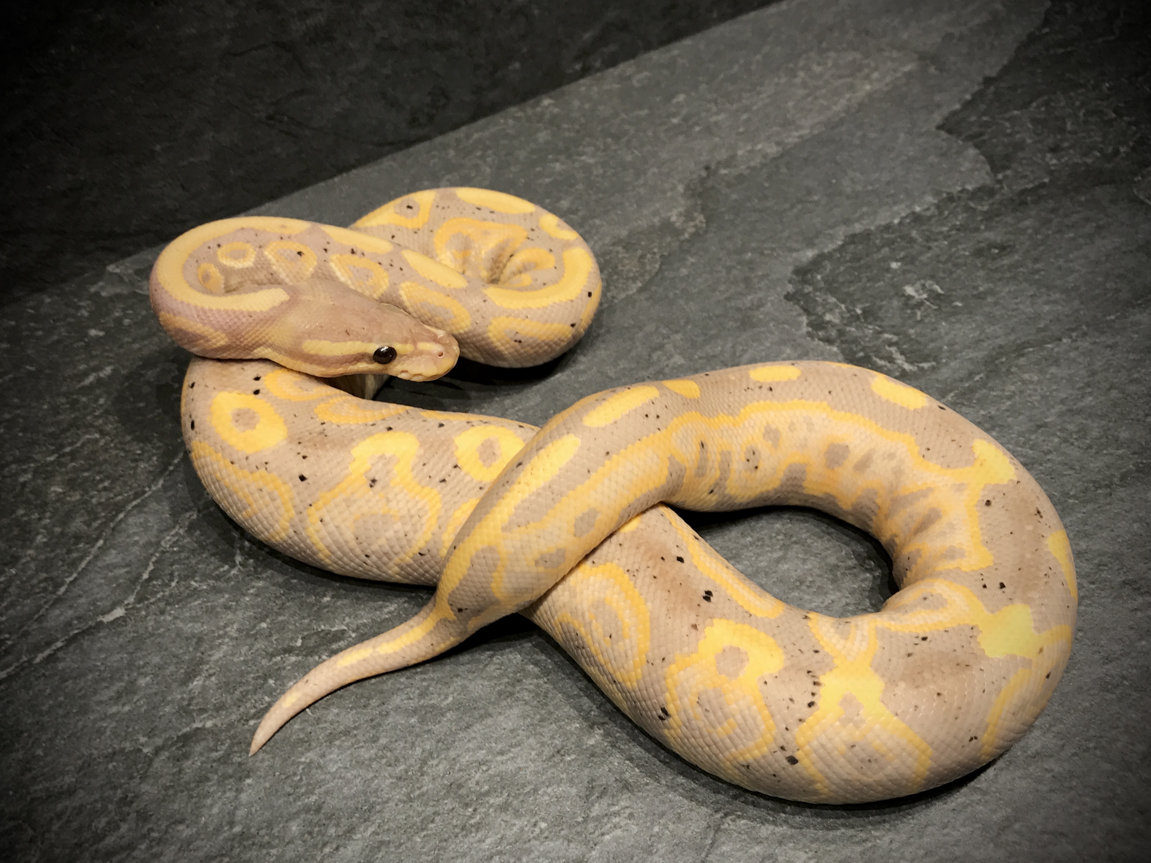 Black pastel banana