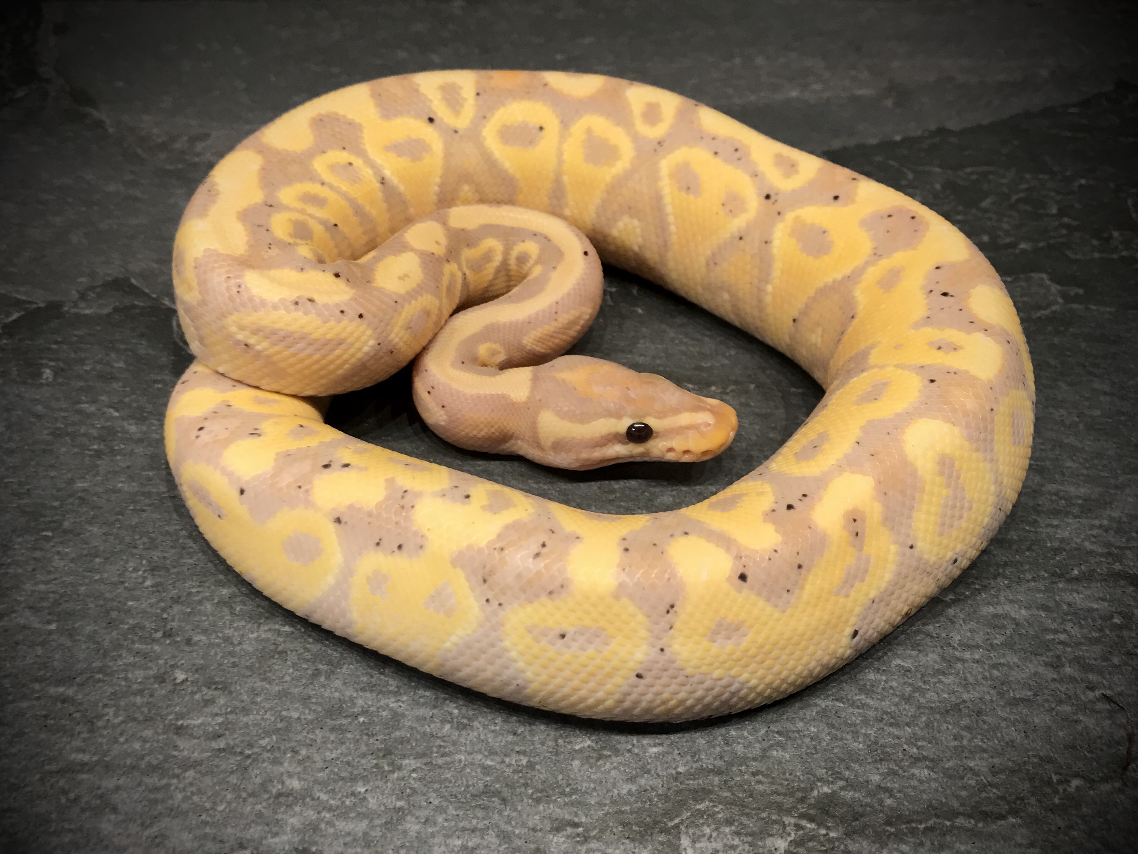 Banana yellom belly eller specter