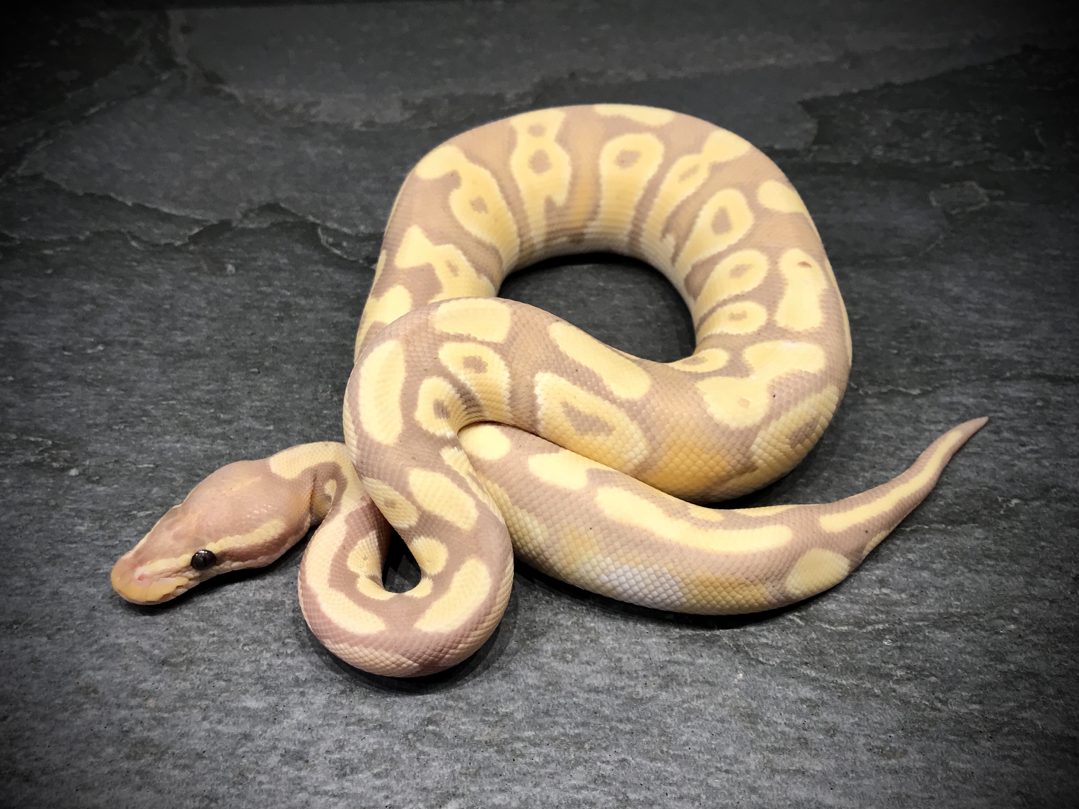 Phantom banana
