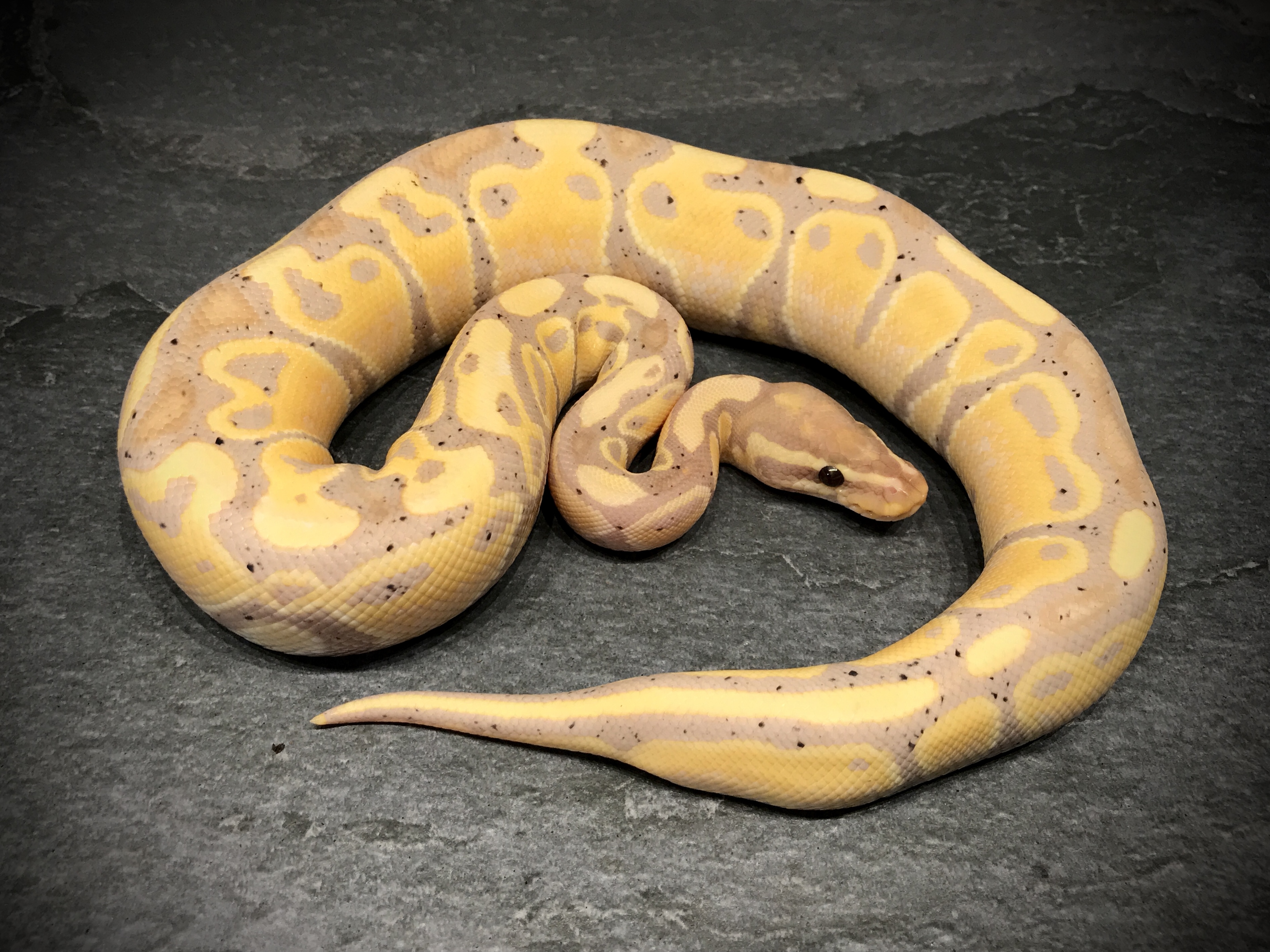 Banana
