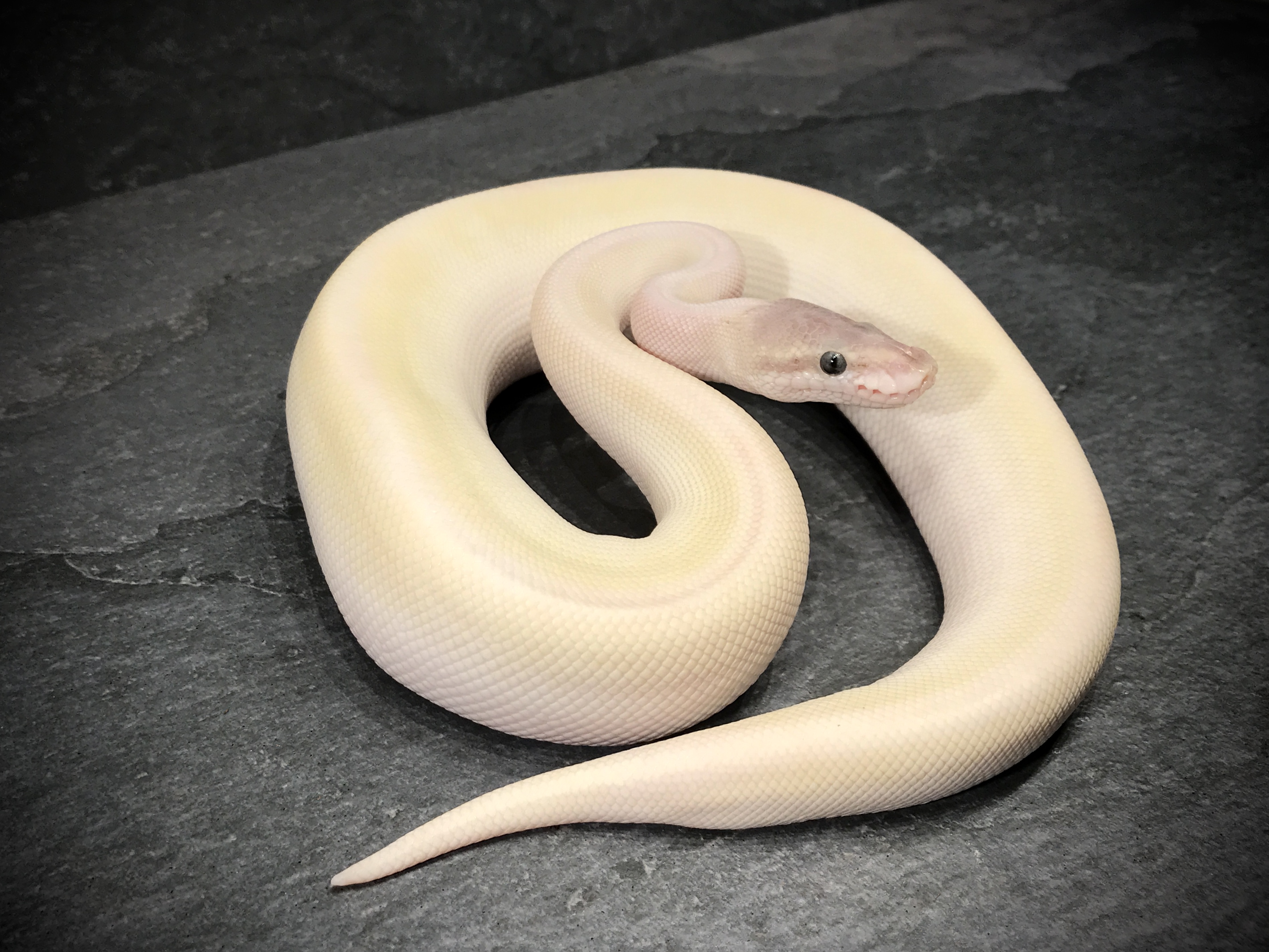 Super mojave mulig het ghost