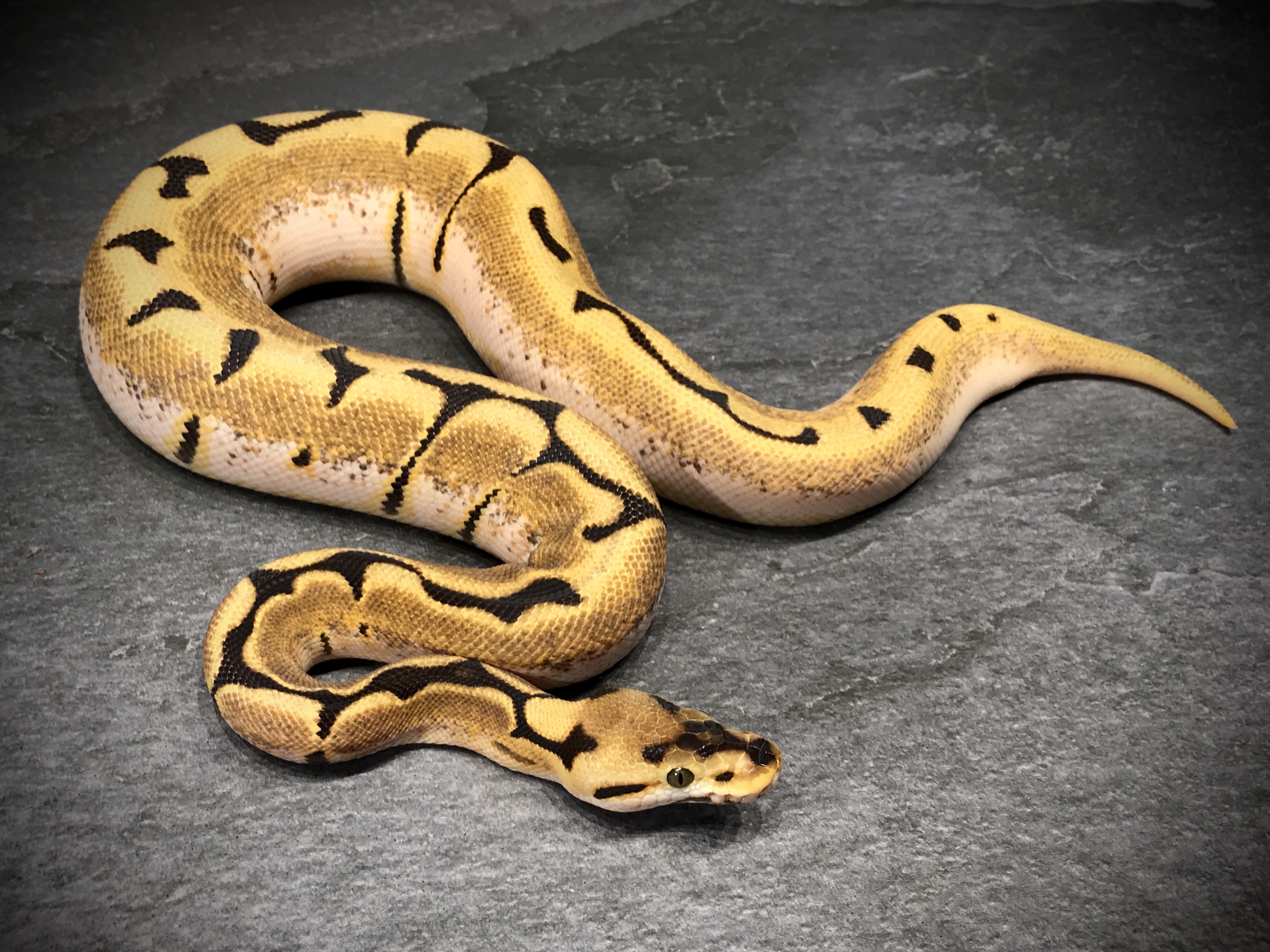 Orange dream spider het ghost