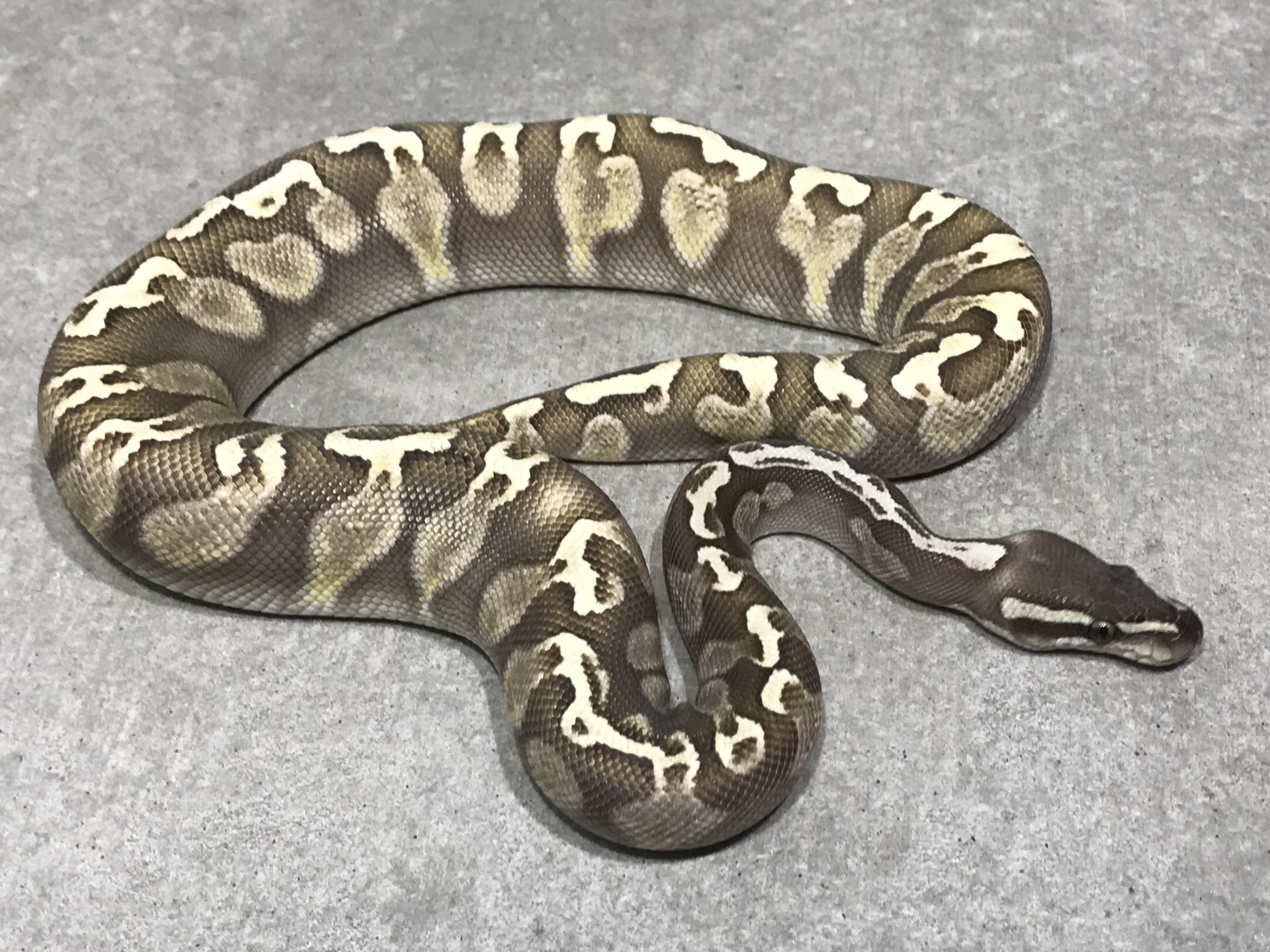 Lesser GHI