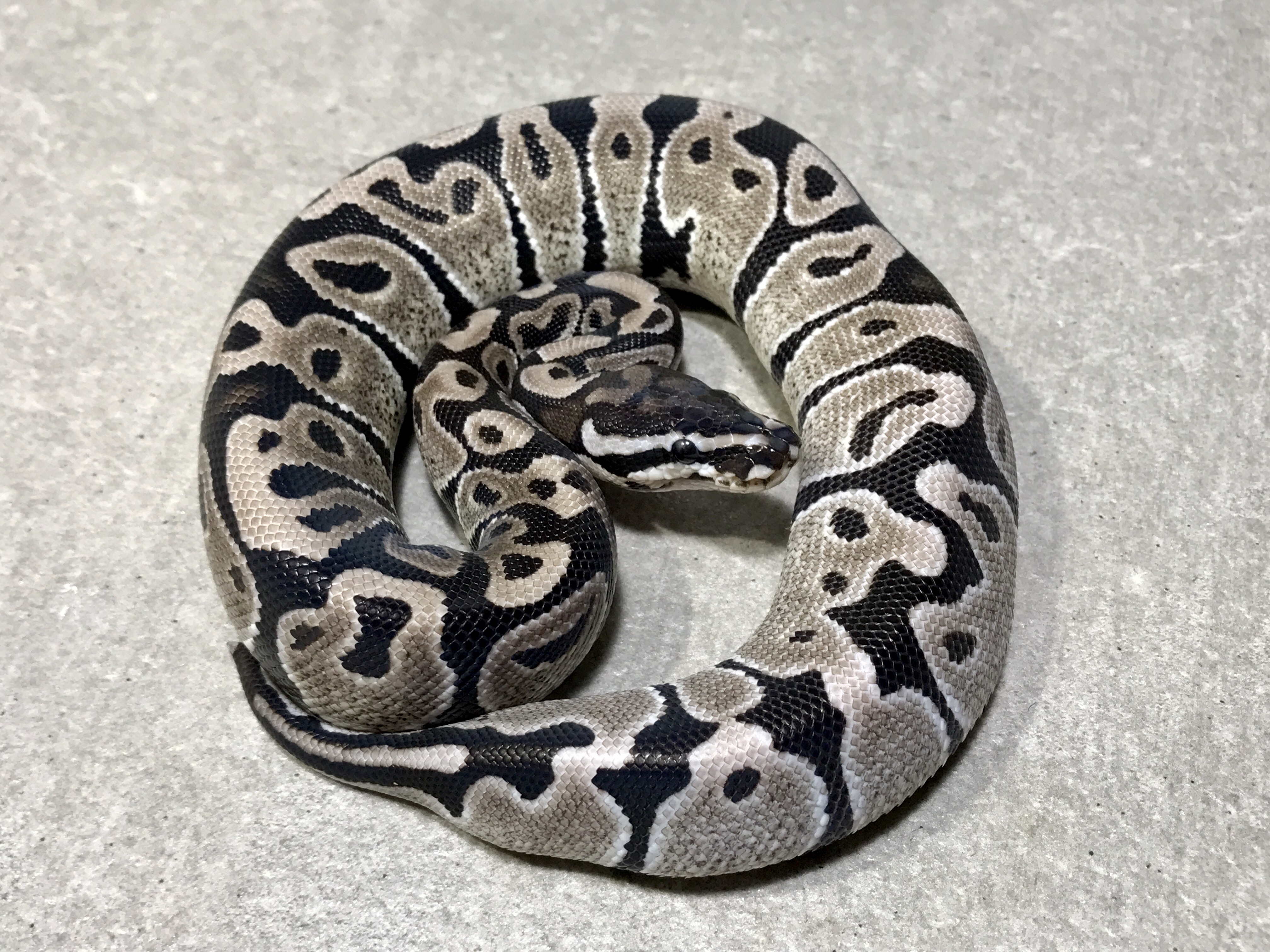 Axanthic