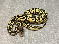 Yellow belly pastel