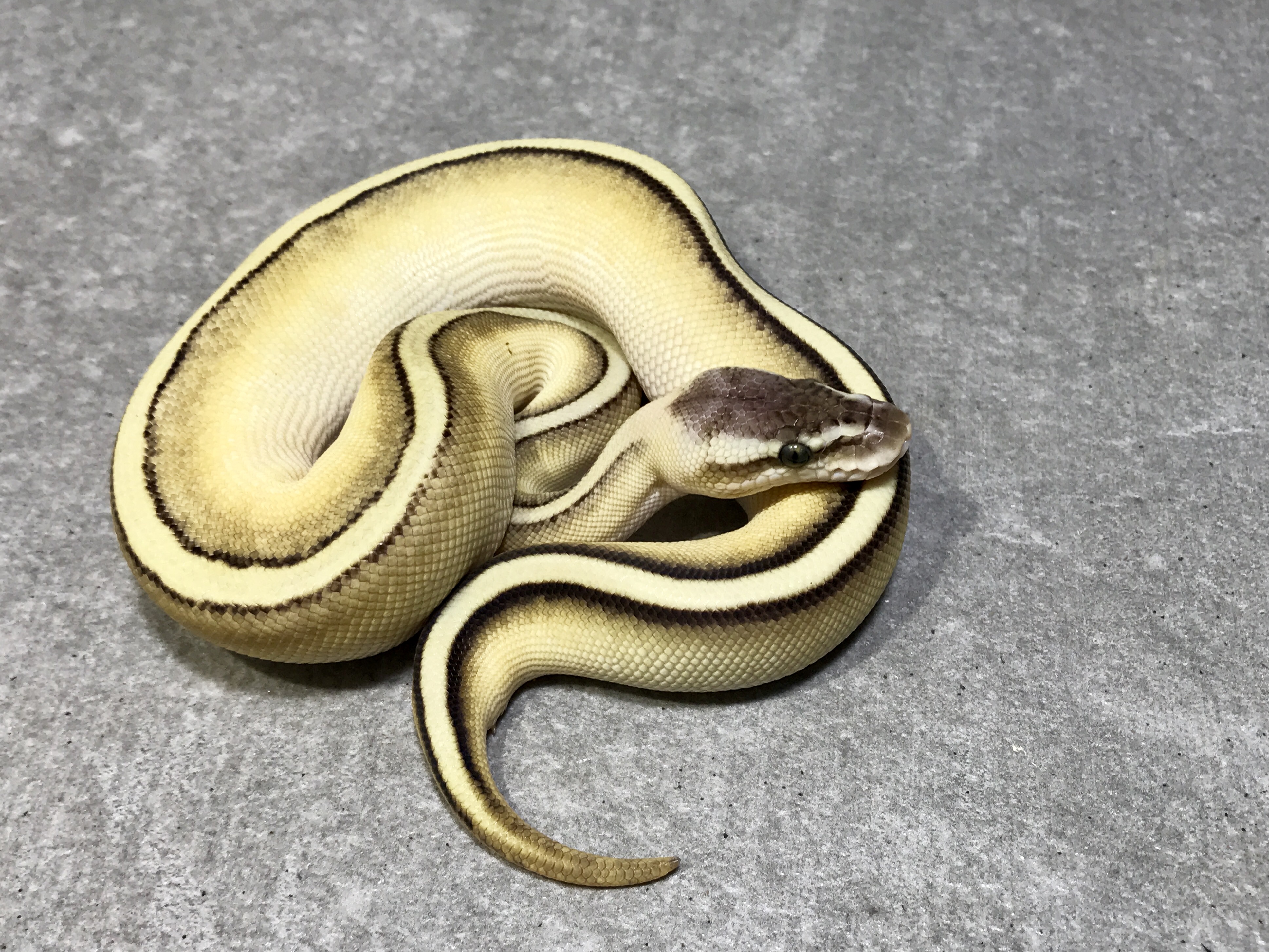 Lesser genetic stripe