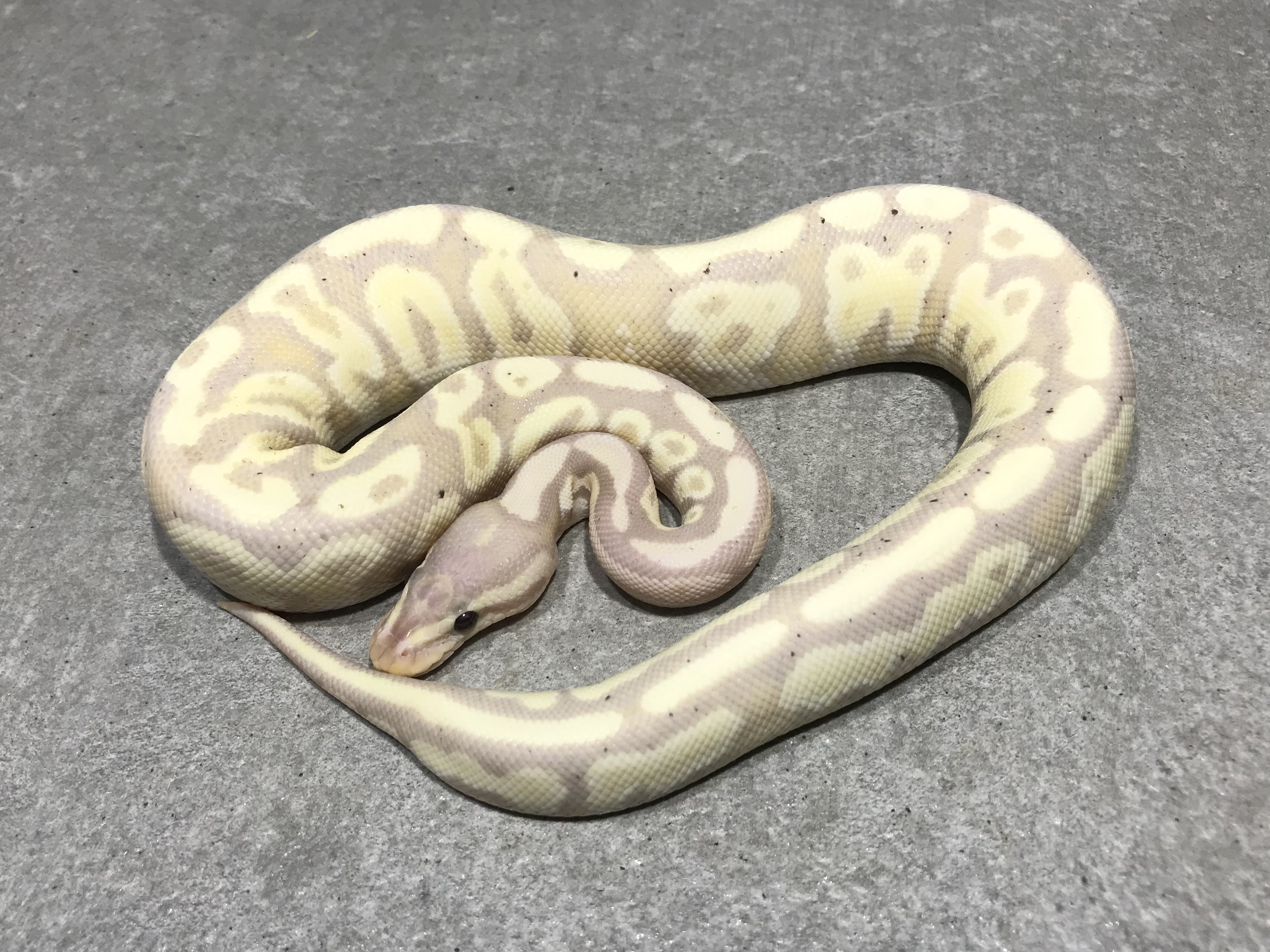 Fire banana + phantom yellow belly