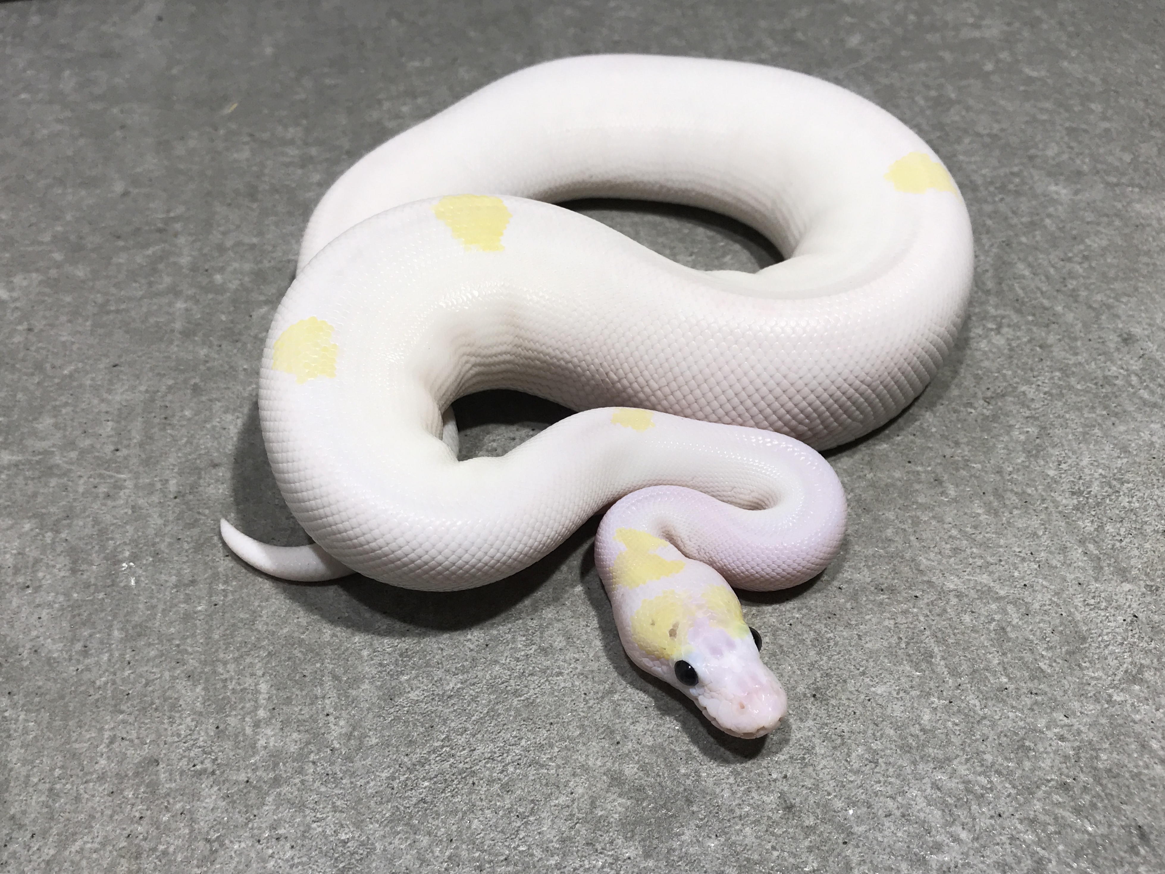 Super fire mulig pastel og enchi