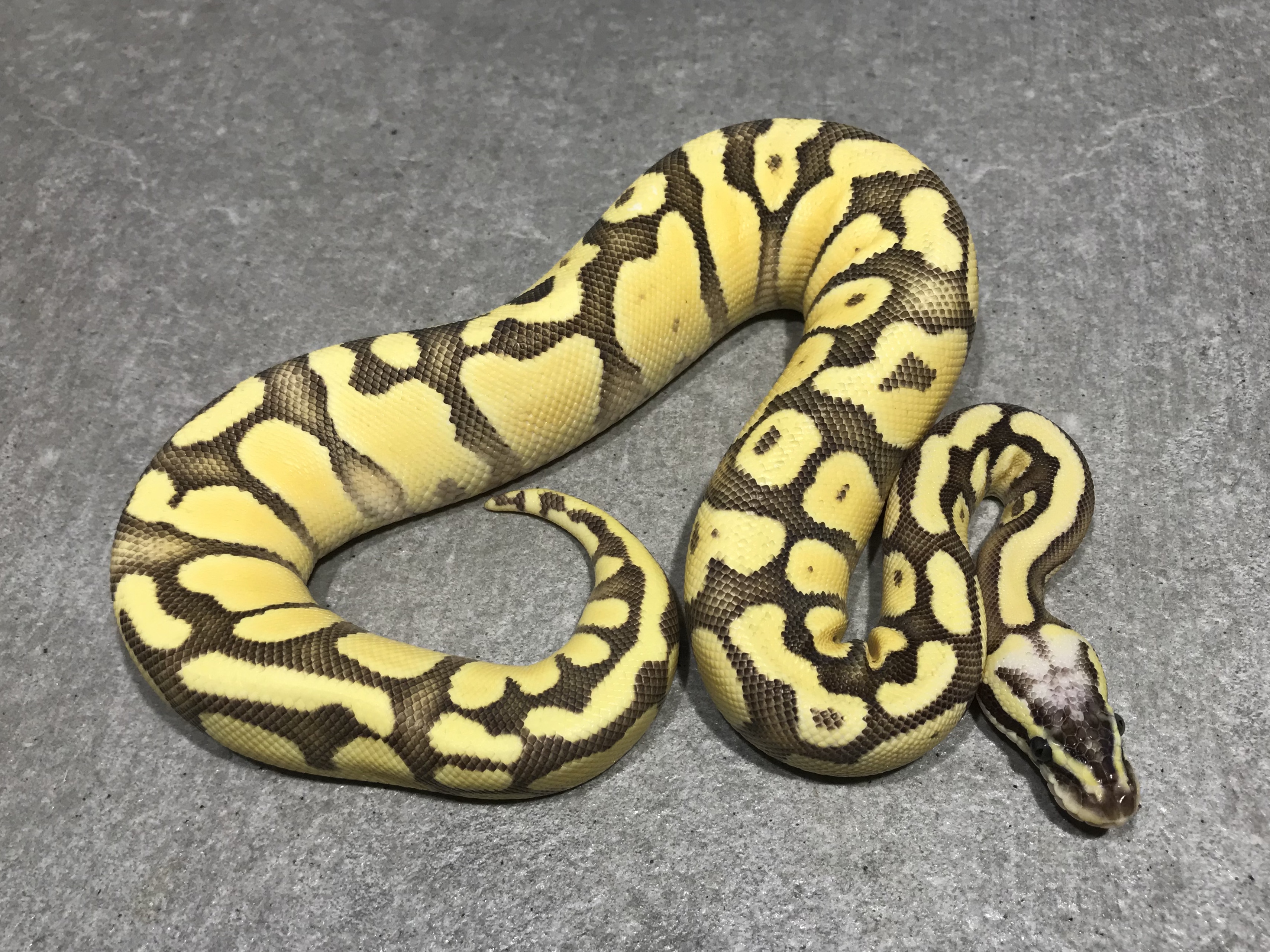 Firefly enchi
