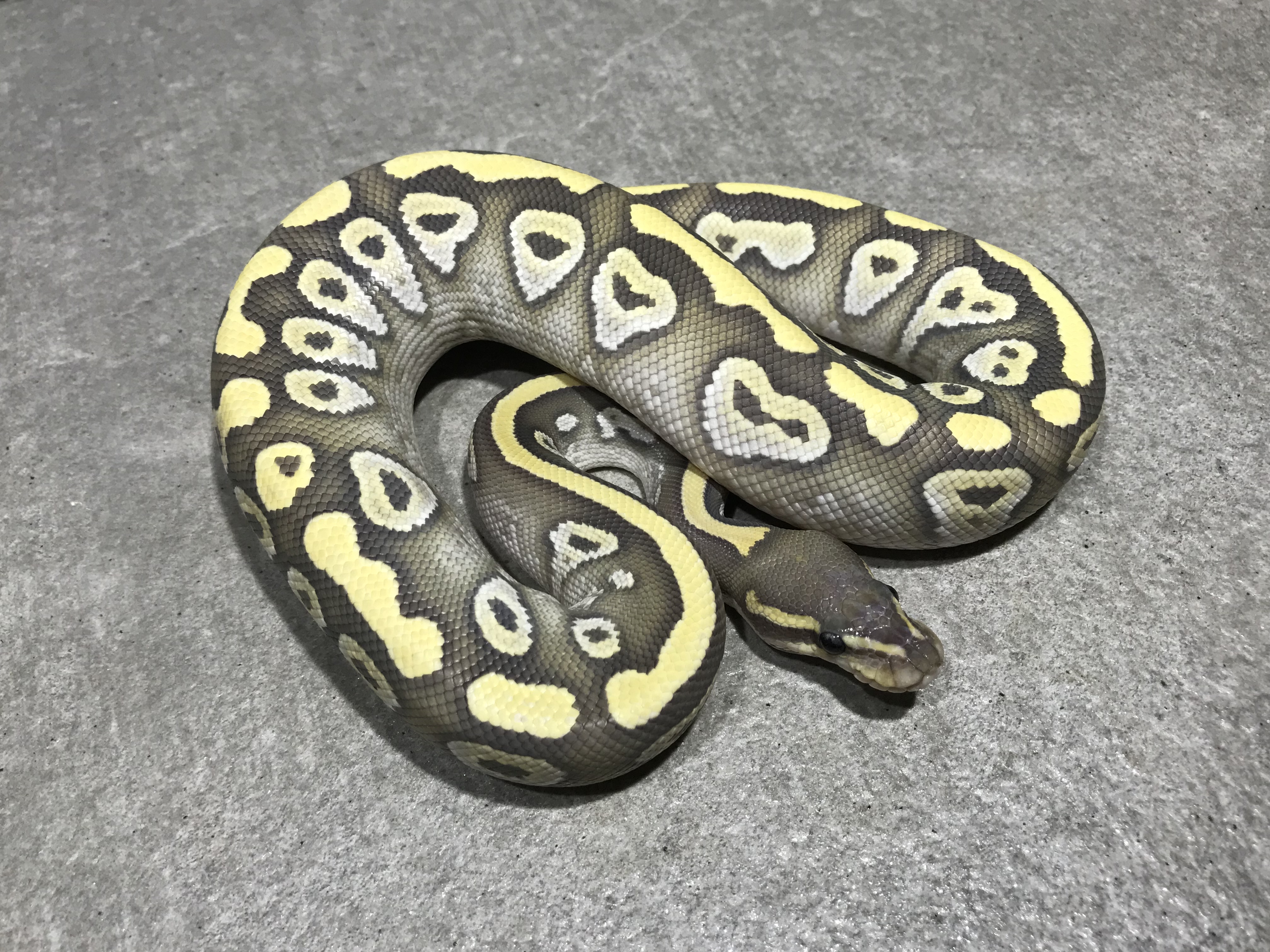 Mojave ghost