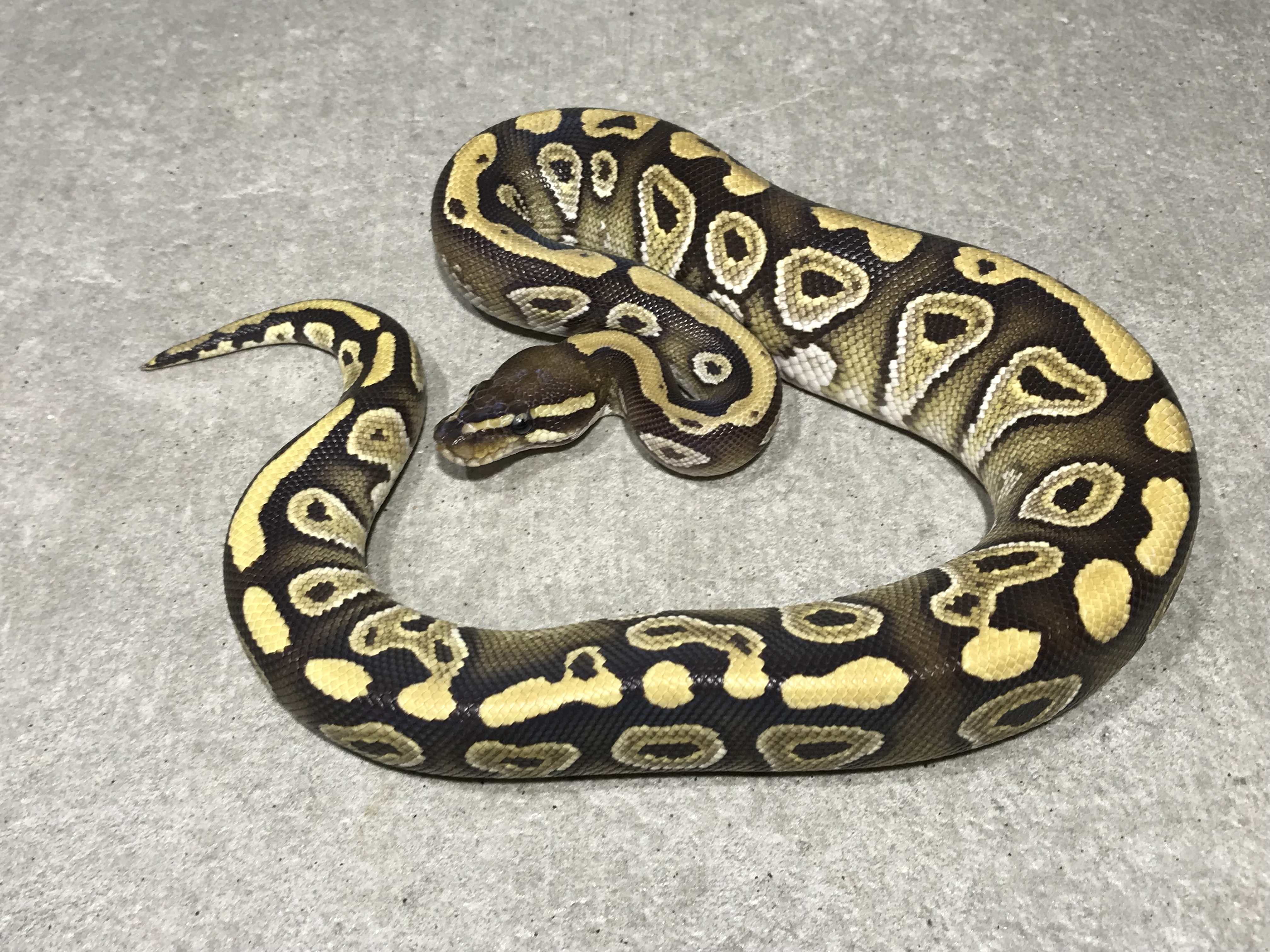 Mojave het ghost