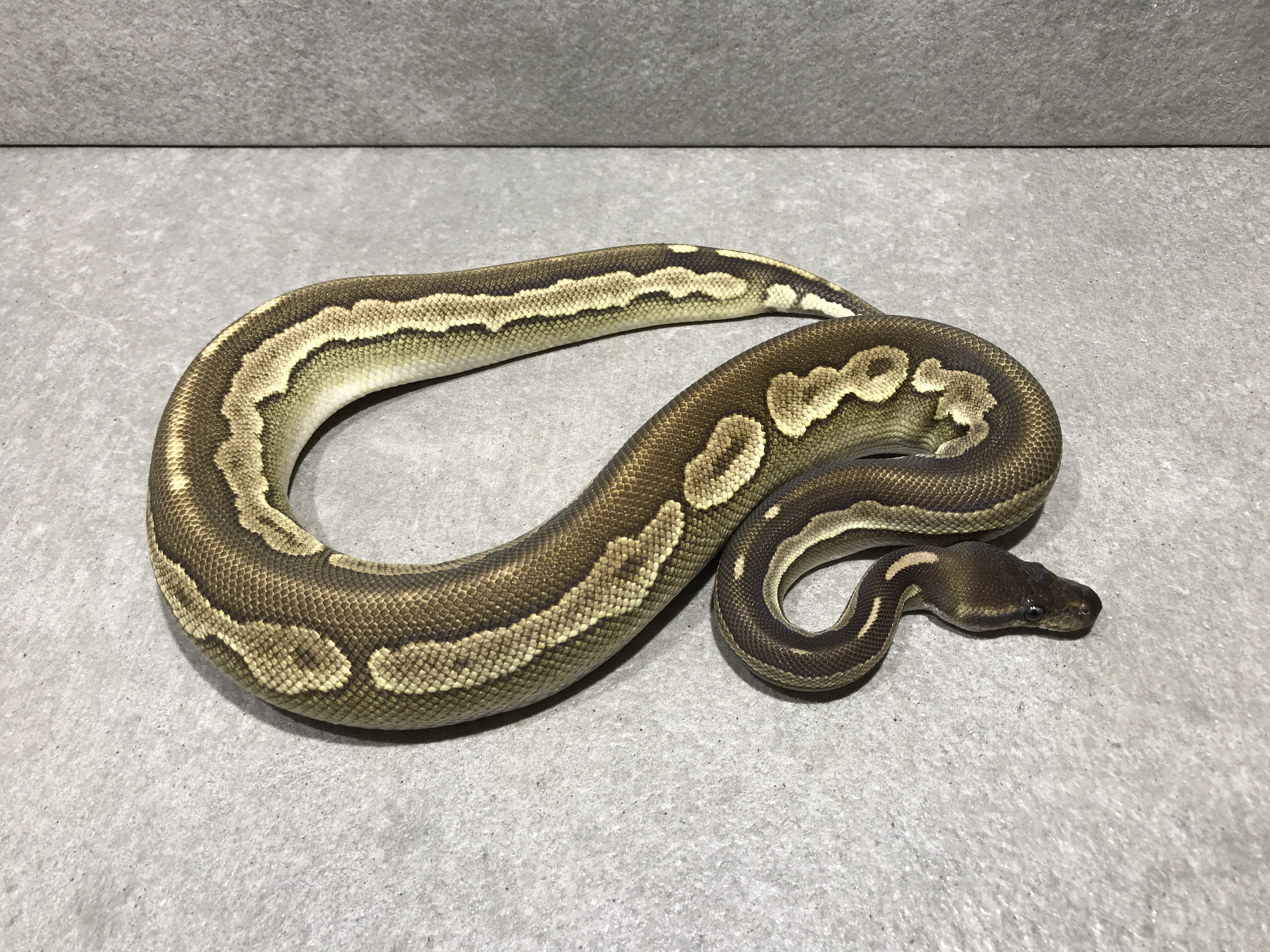 Cinnamon lesser