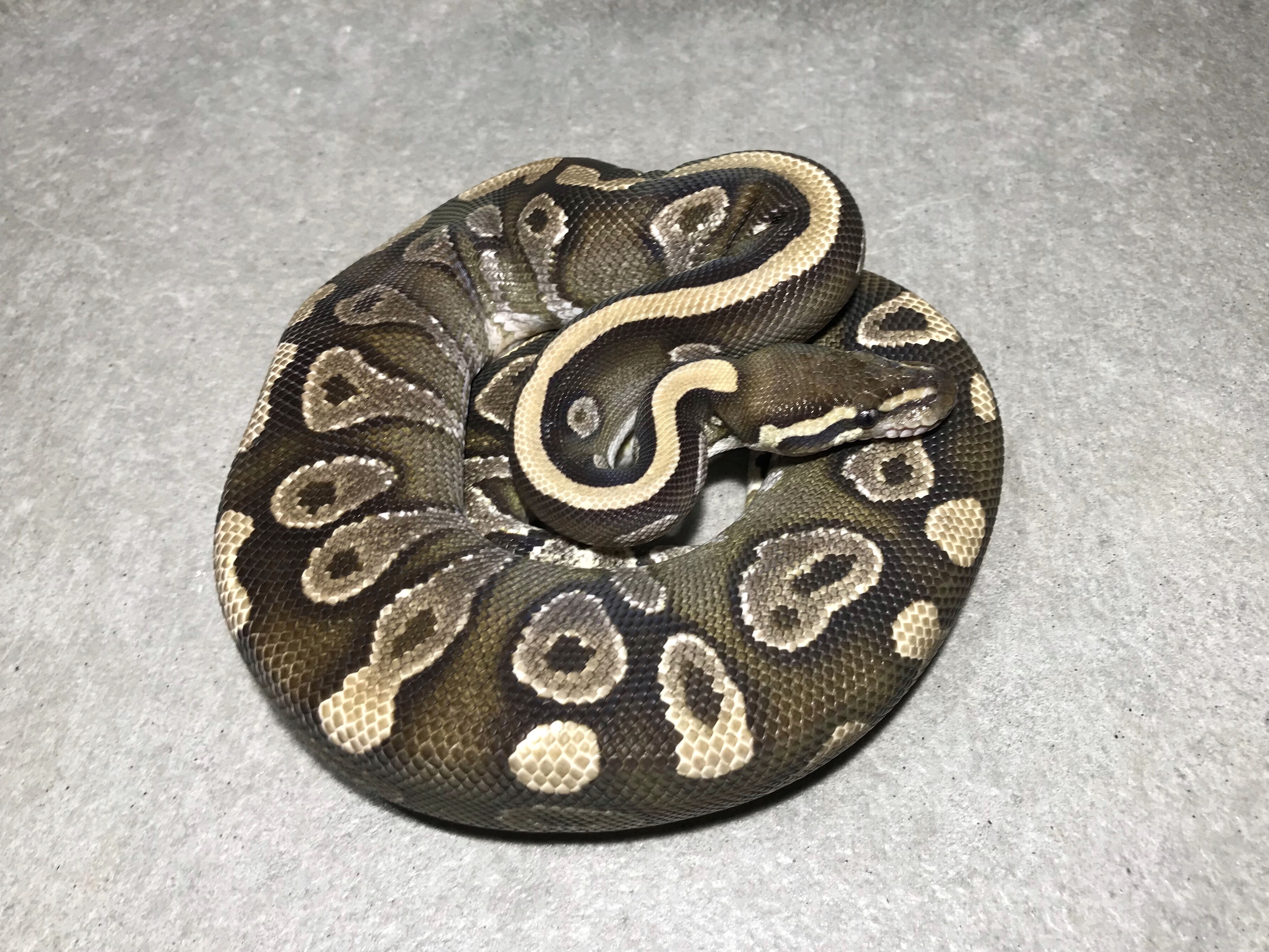 Mojave "dark"