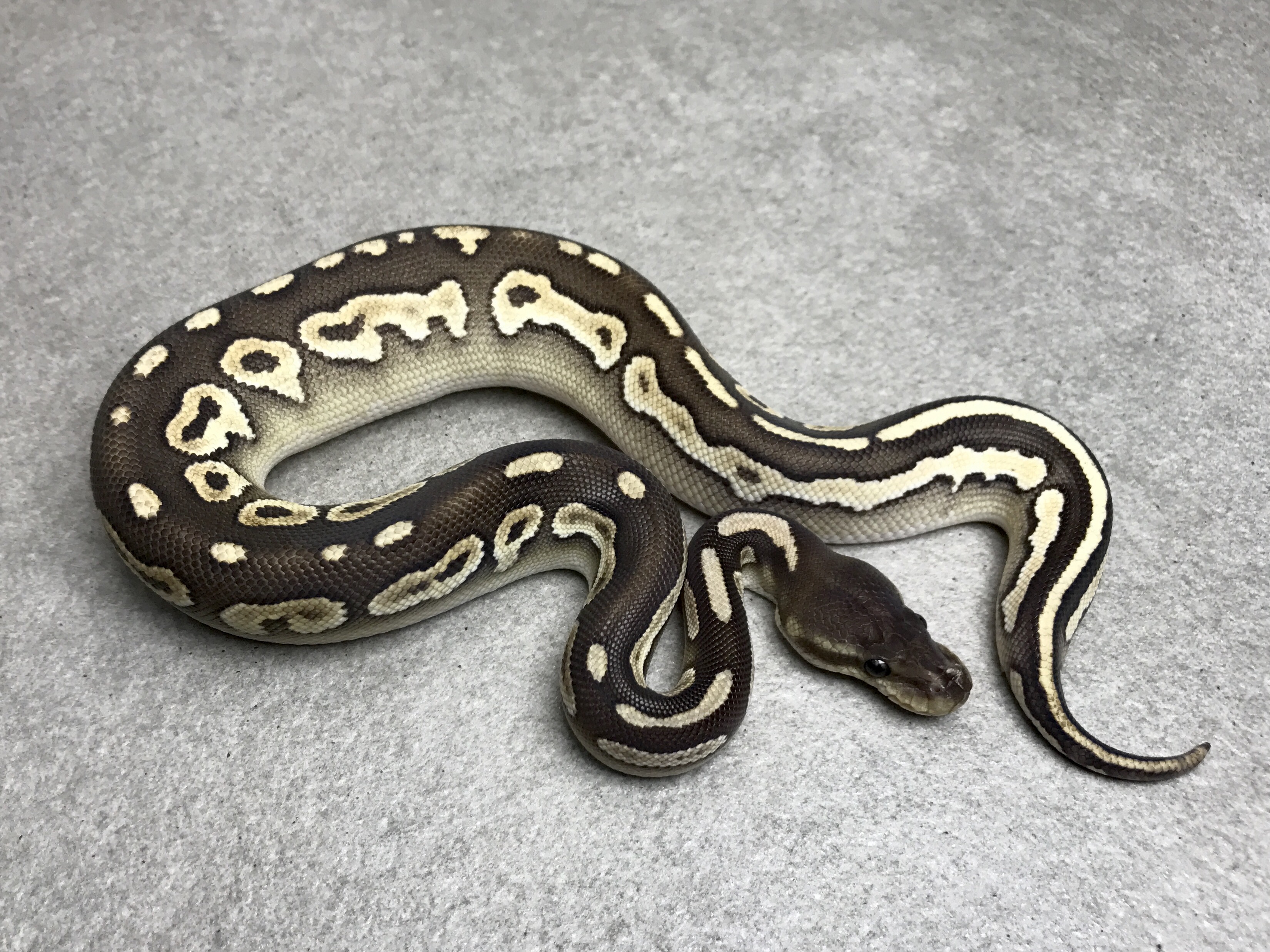 Black pastel mojave