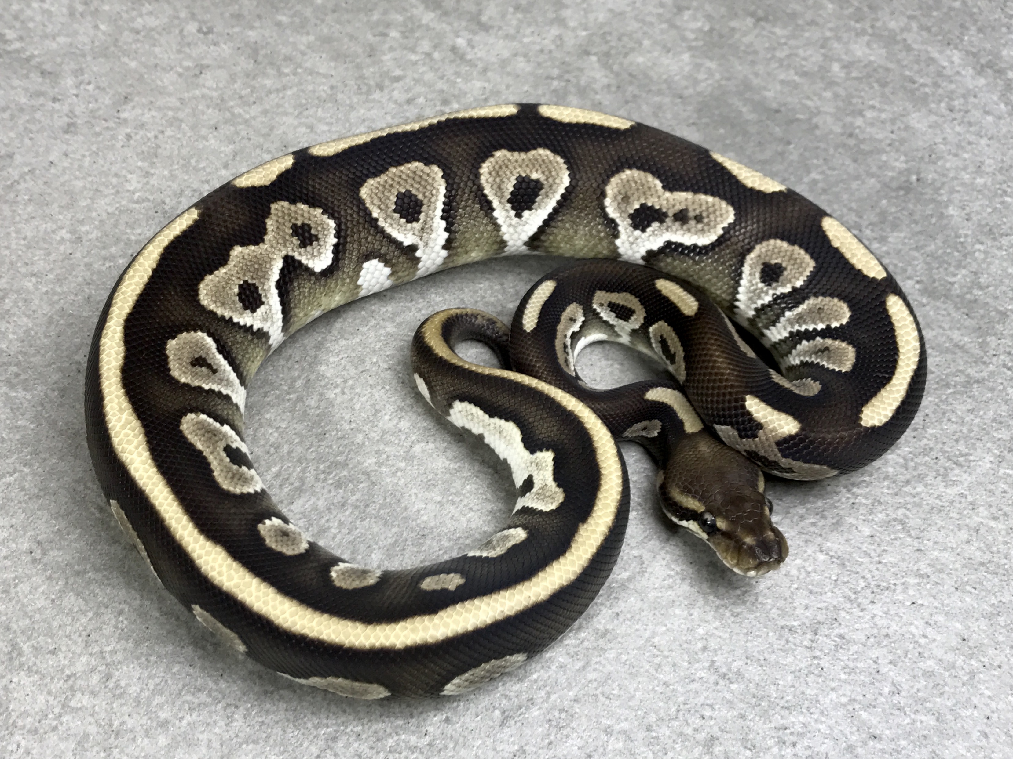 Mojave leopard