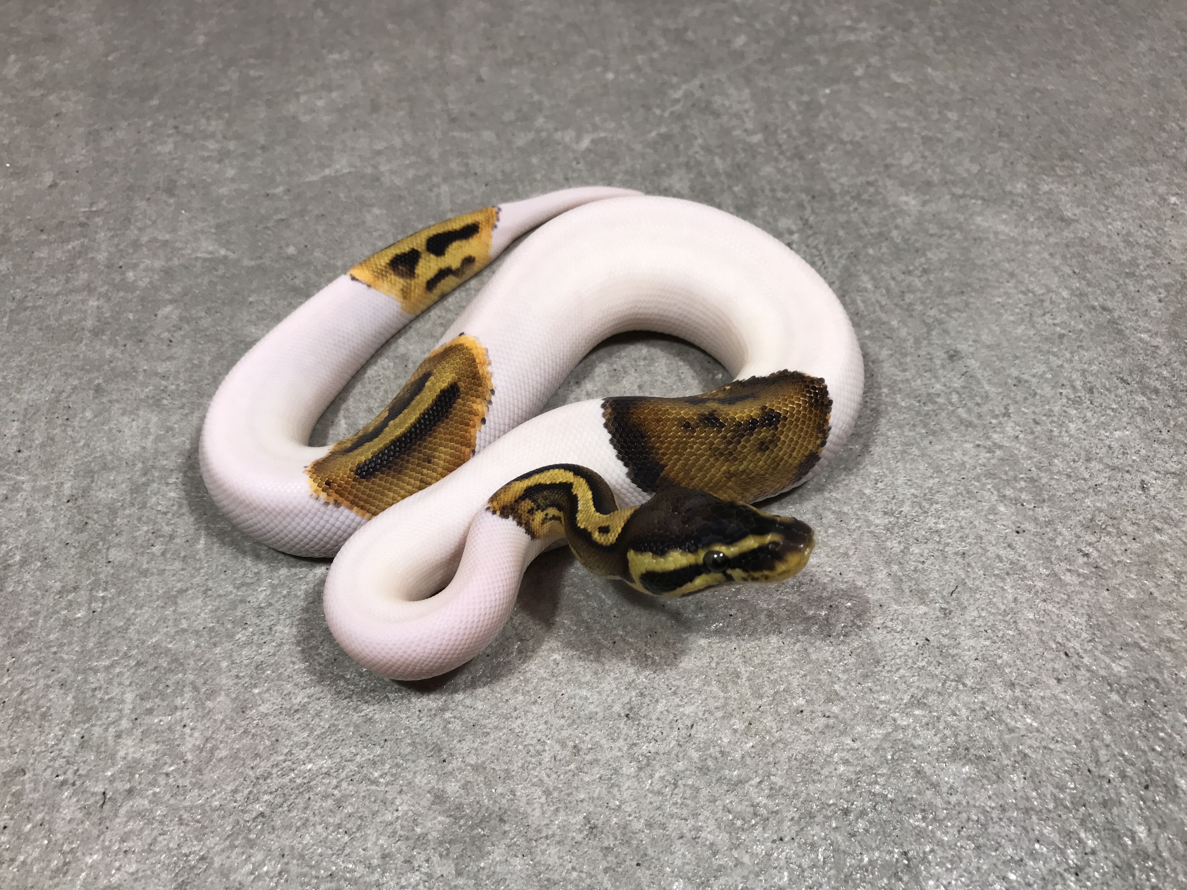 Pied