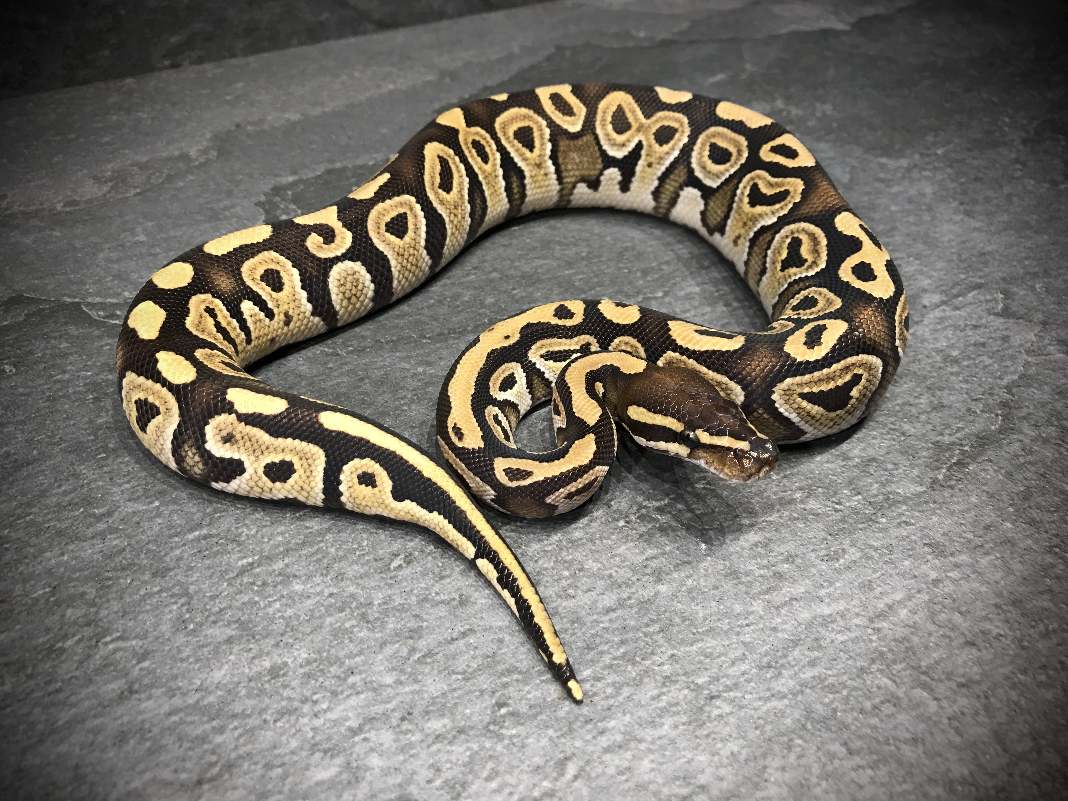 Mojave