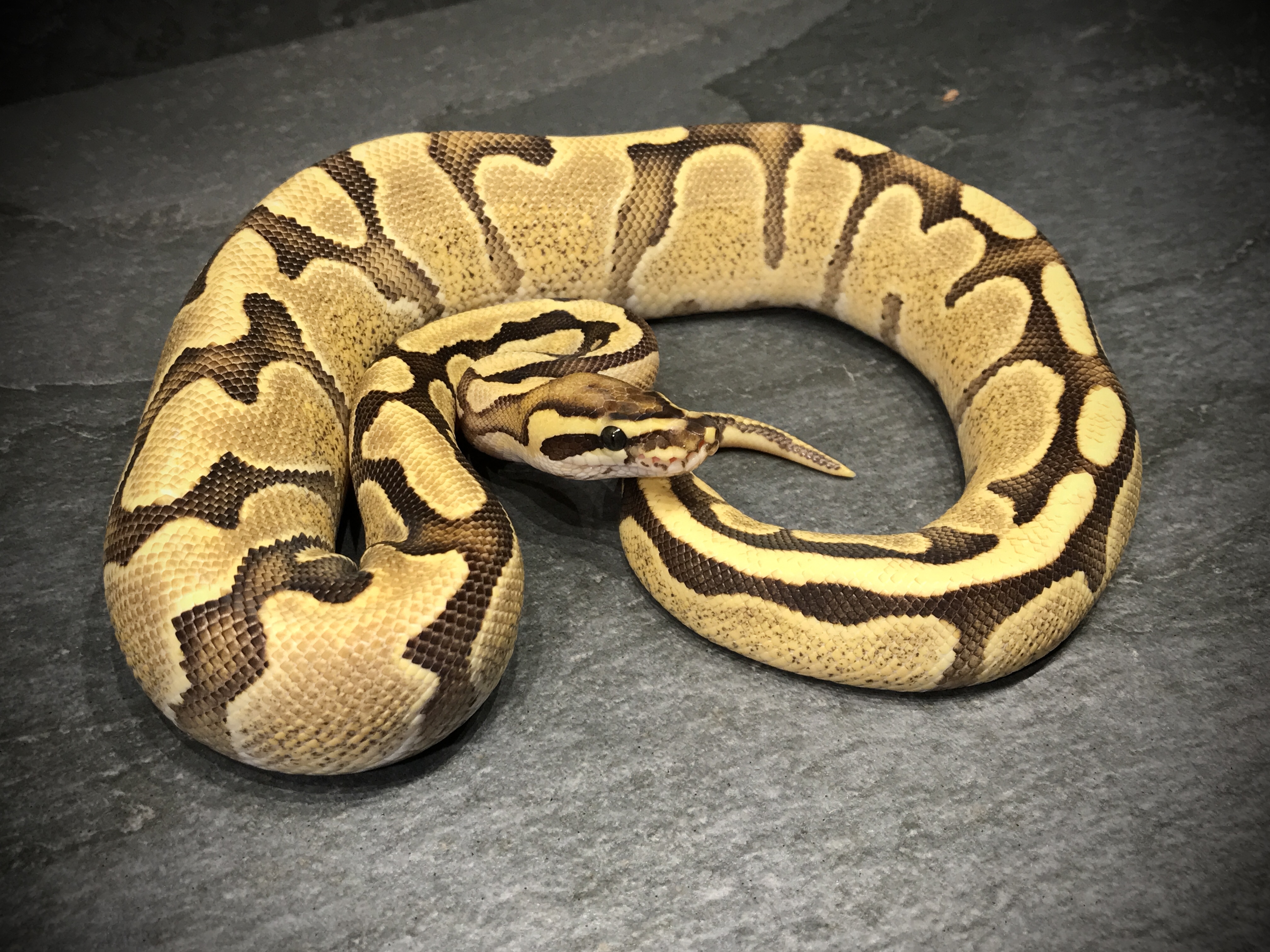 Fire enchi