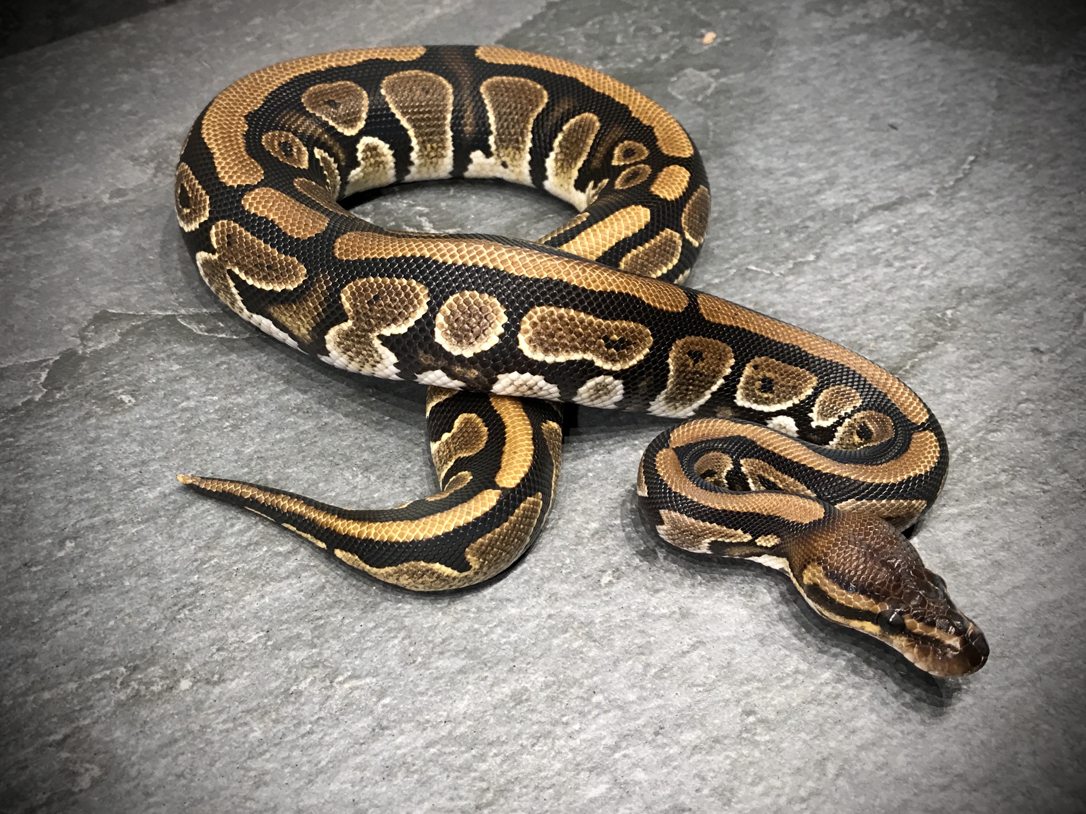 Mahogany